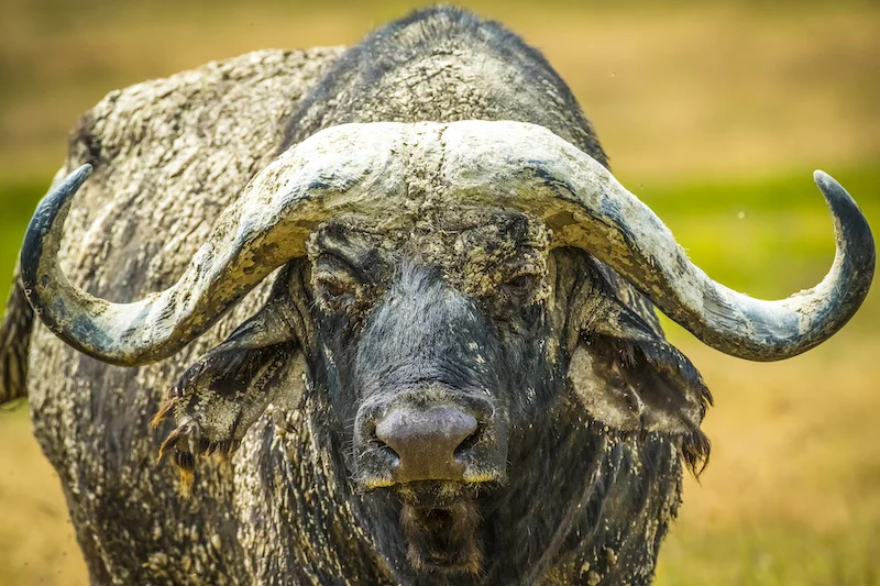 CapeBuffalo.800.jpg