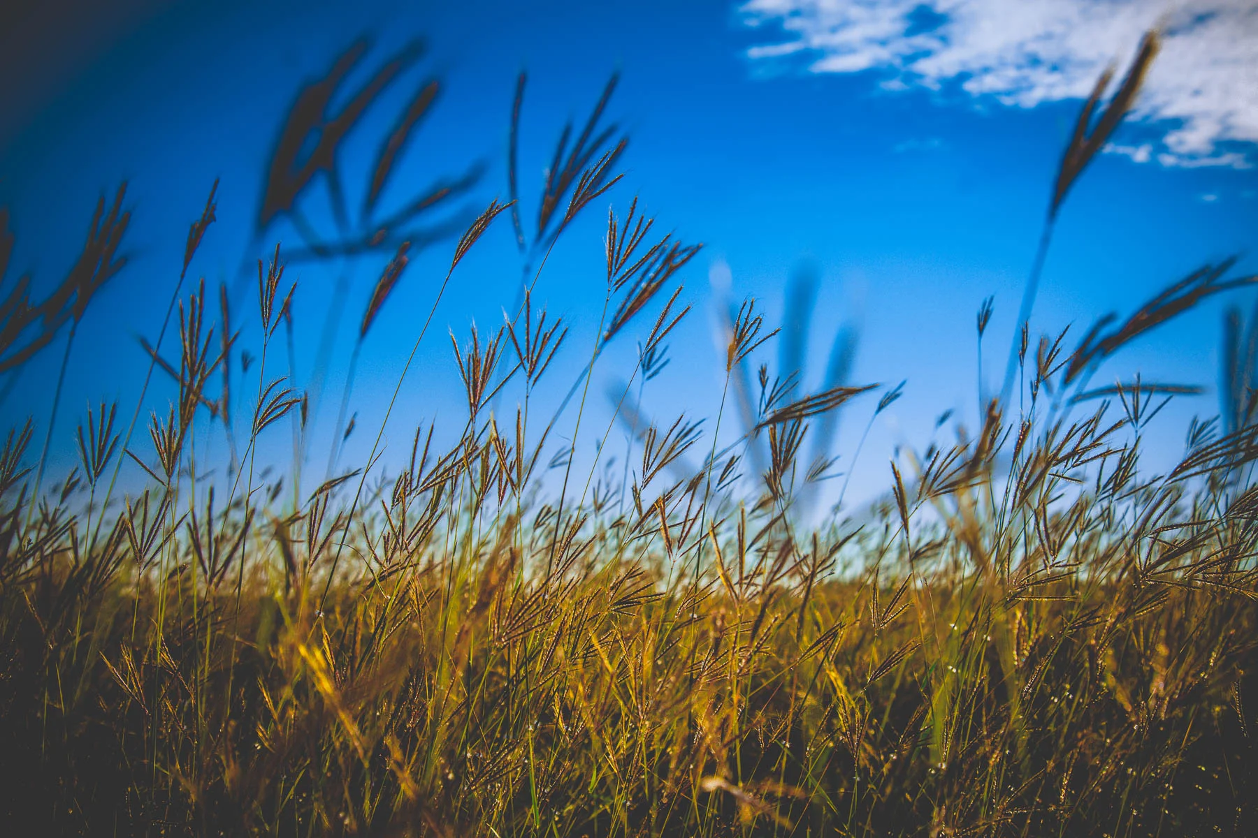 weeds.jpg