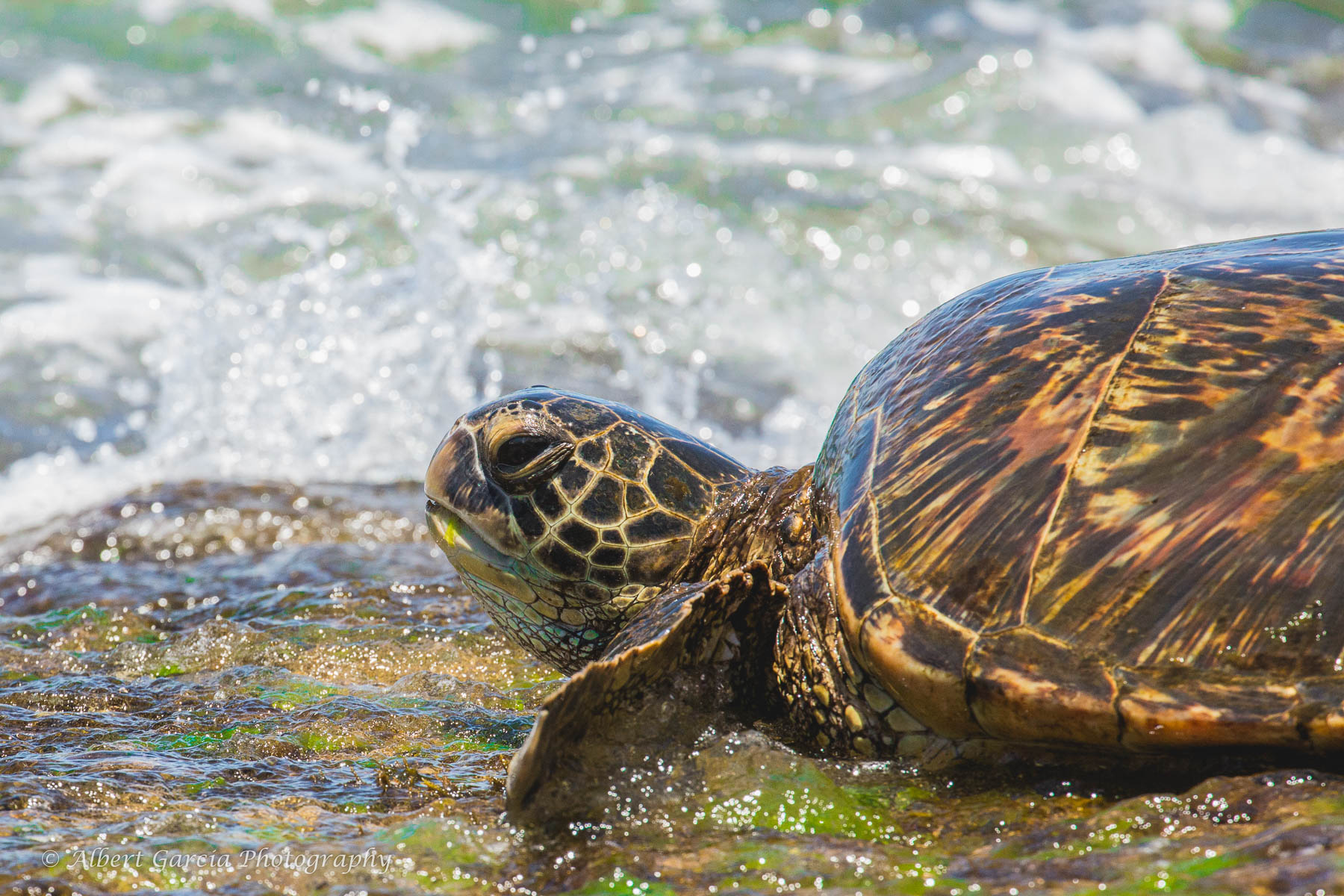 turtle.jpg