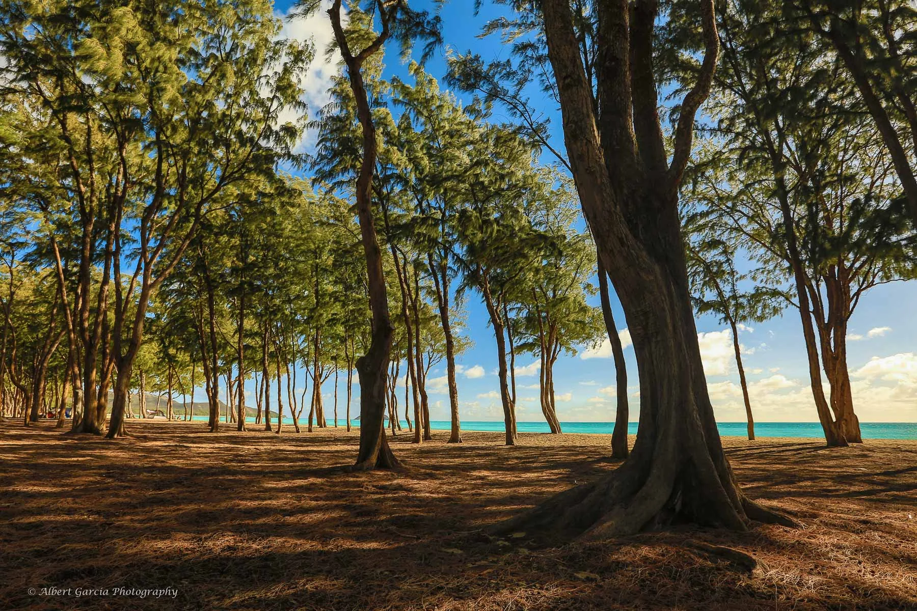 trees.jpg