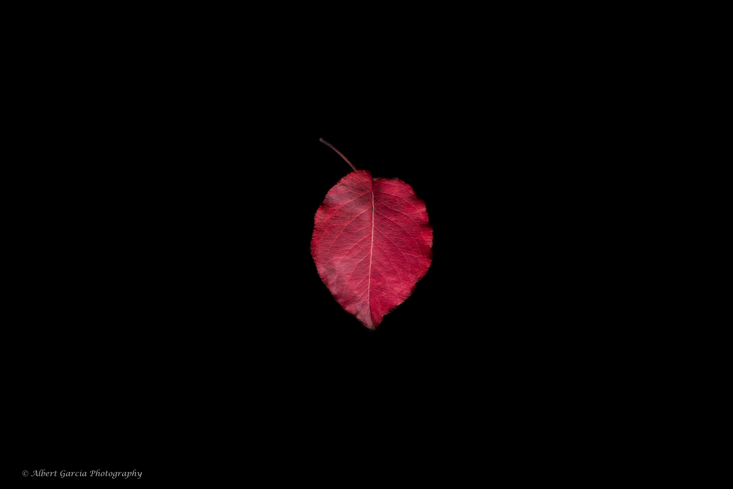 fall leaf 76.jpg