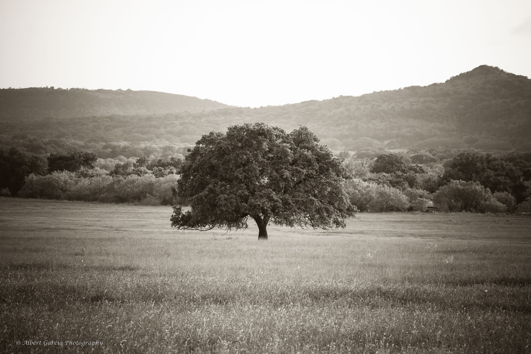 lone tree.jpg
