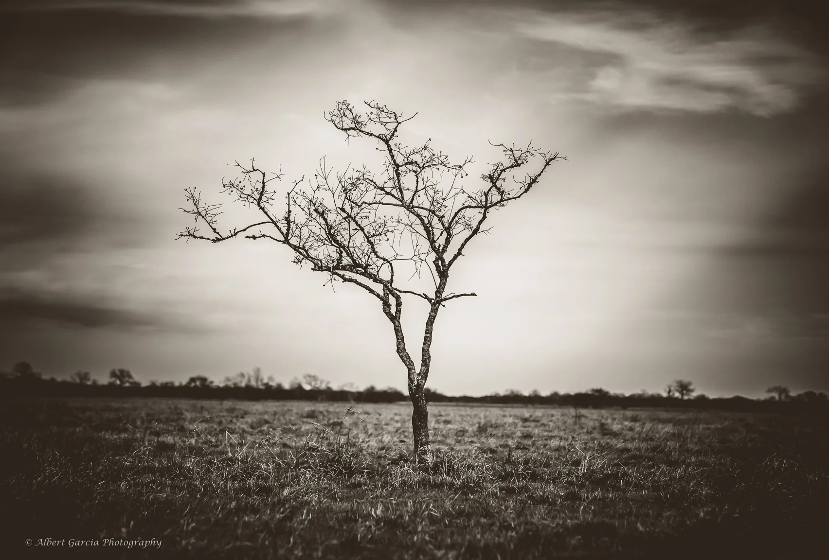 lone tree 2 - 96.jpg