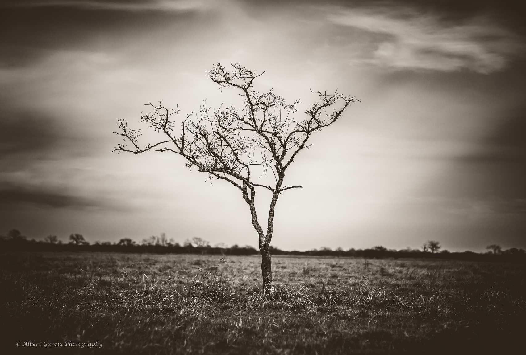 lone tree 2 - 96.jpg