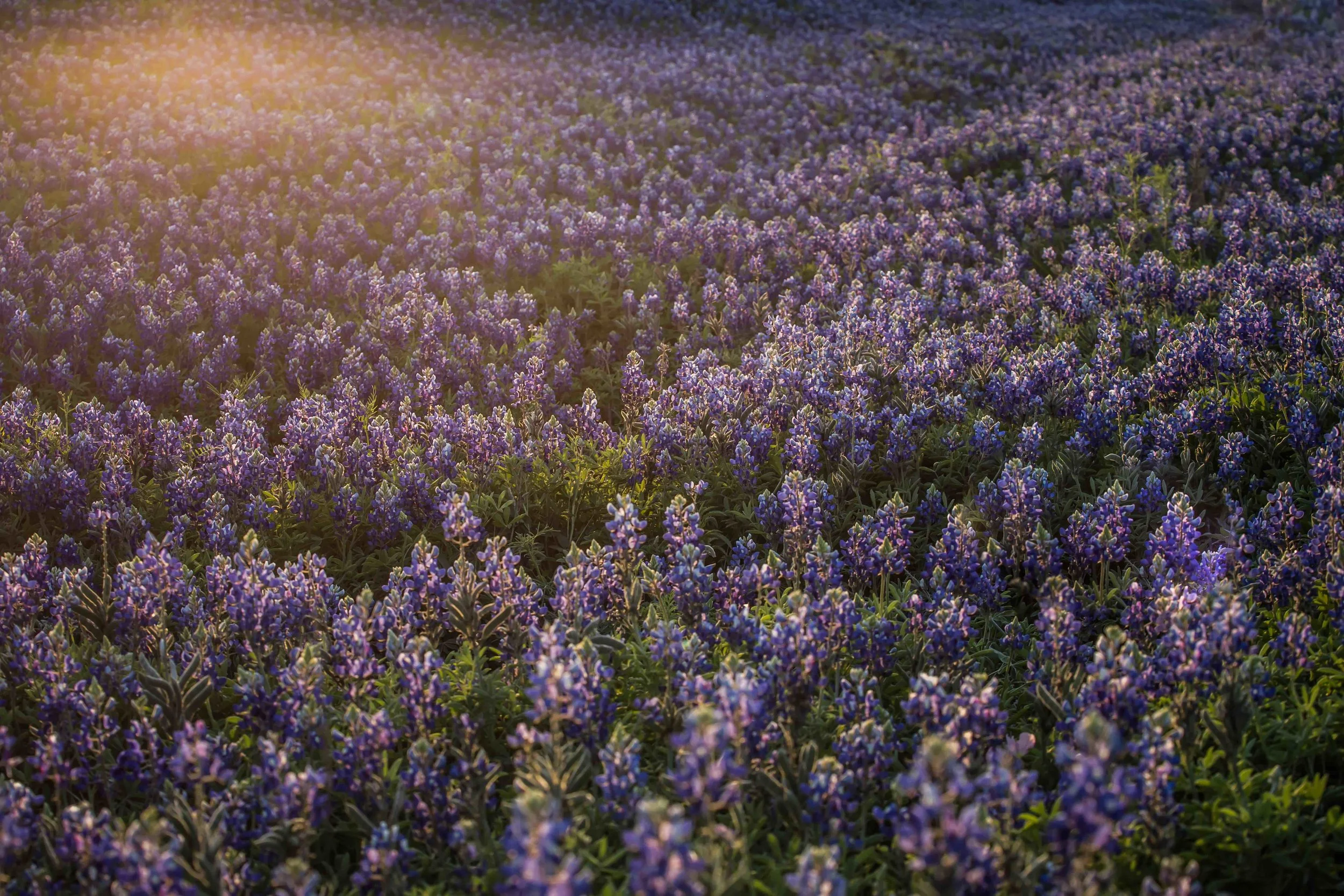 BBs at sunset NO WM.jpg