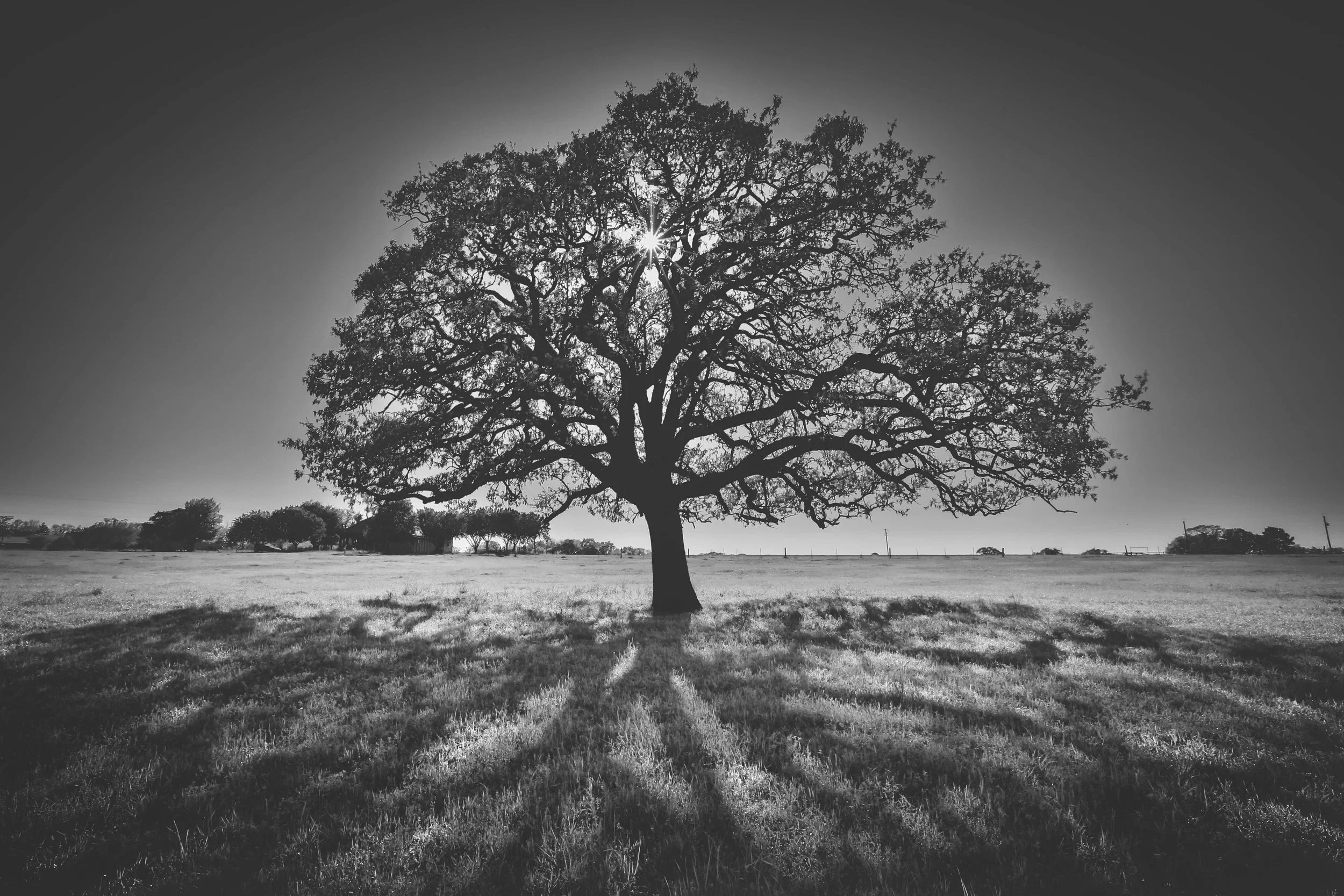 tree of life 3 NO WM.jpg