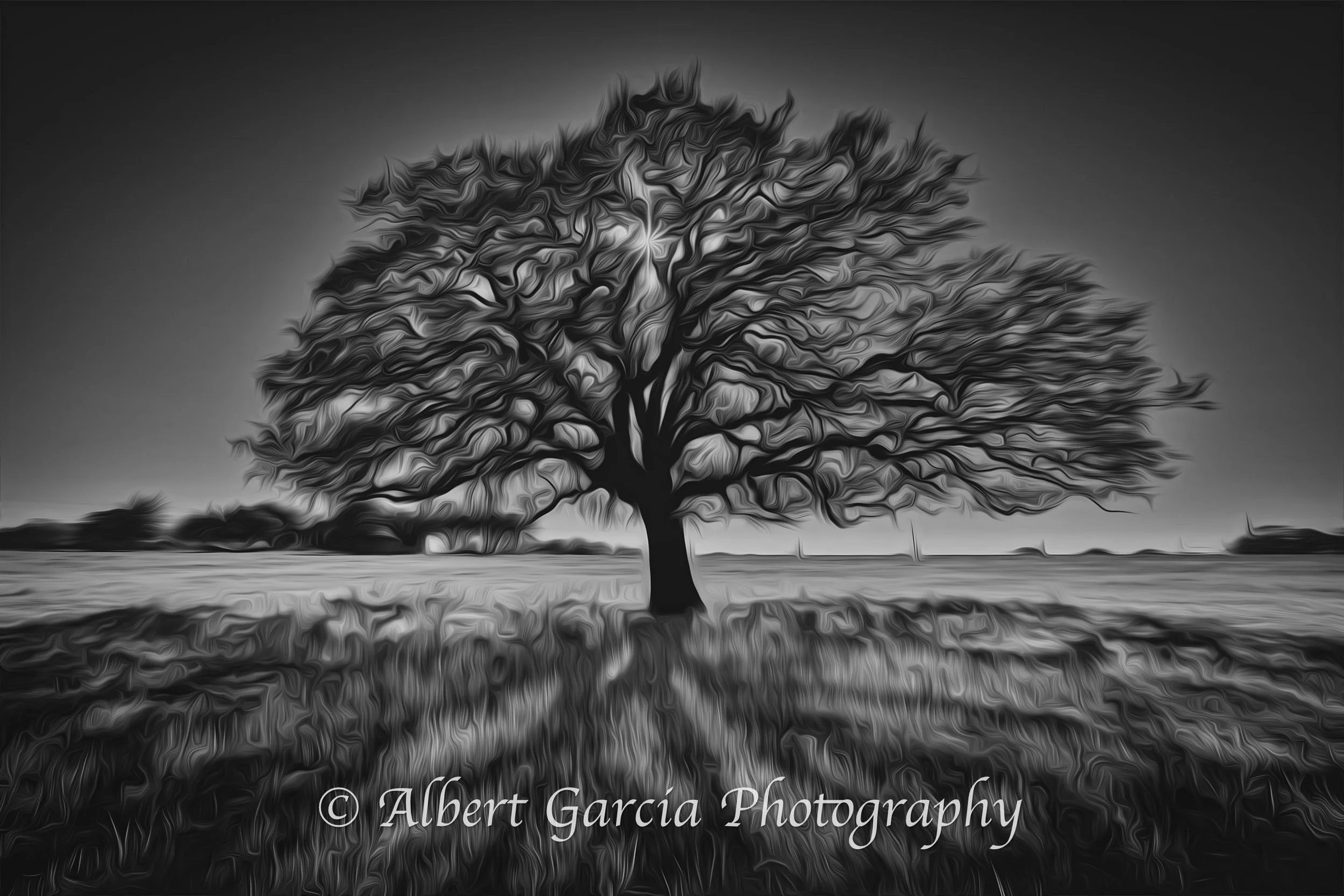 tree of life oil.jpg