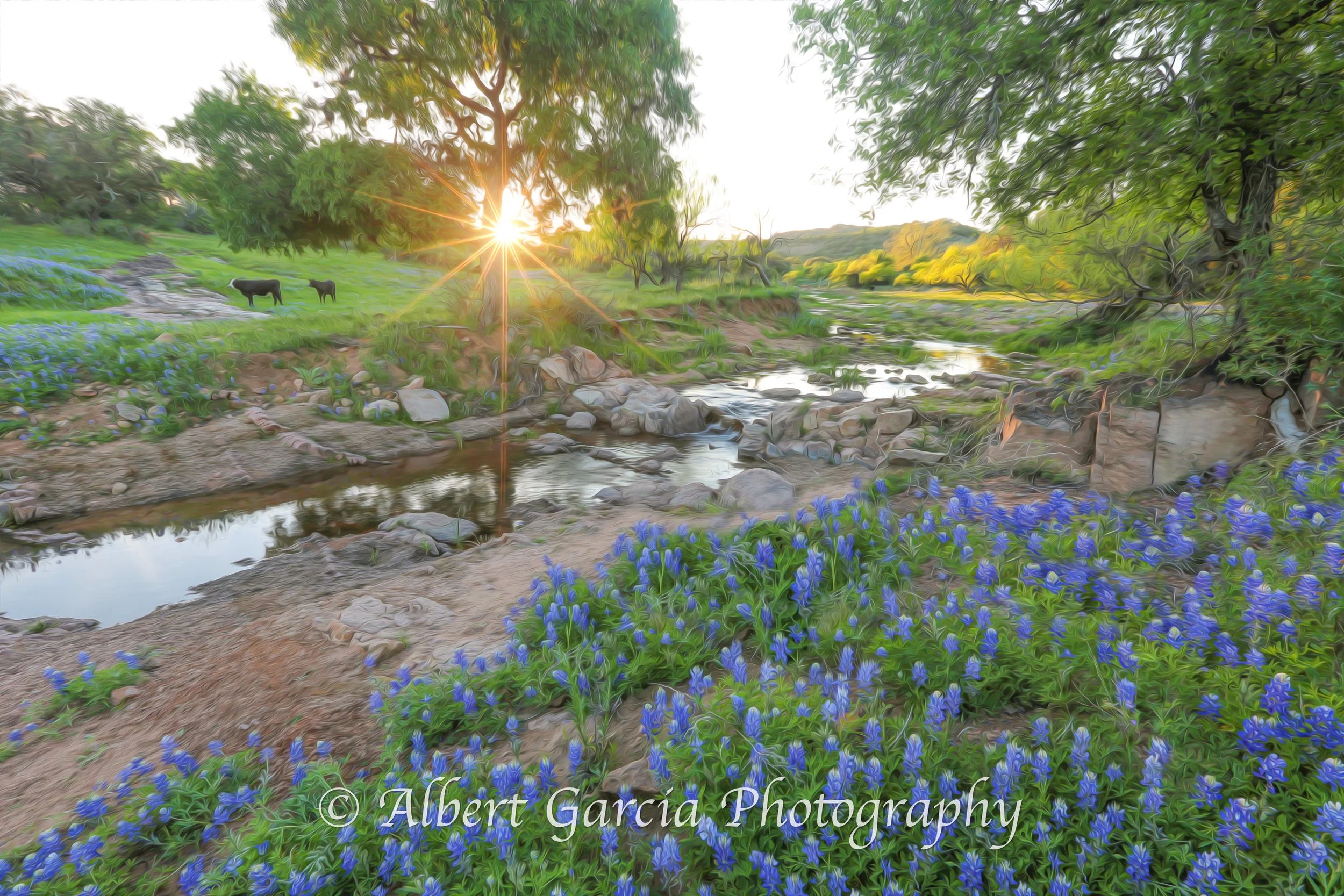 Willow City Loop Stream Oil.jpg