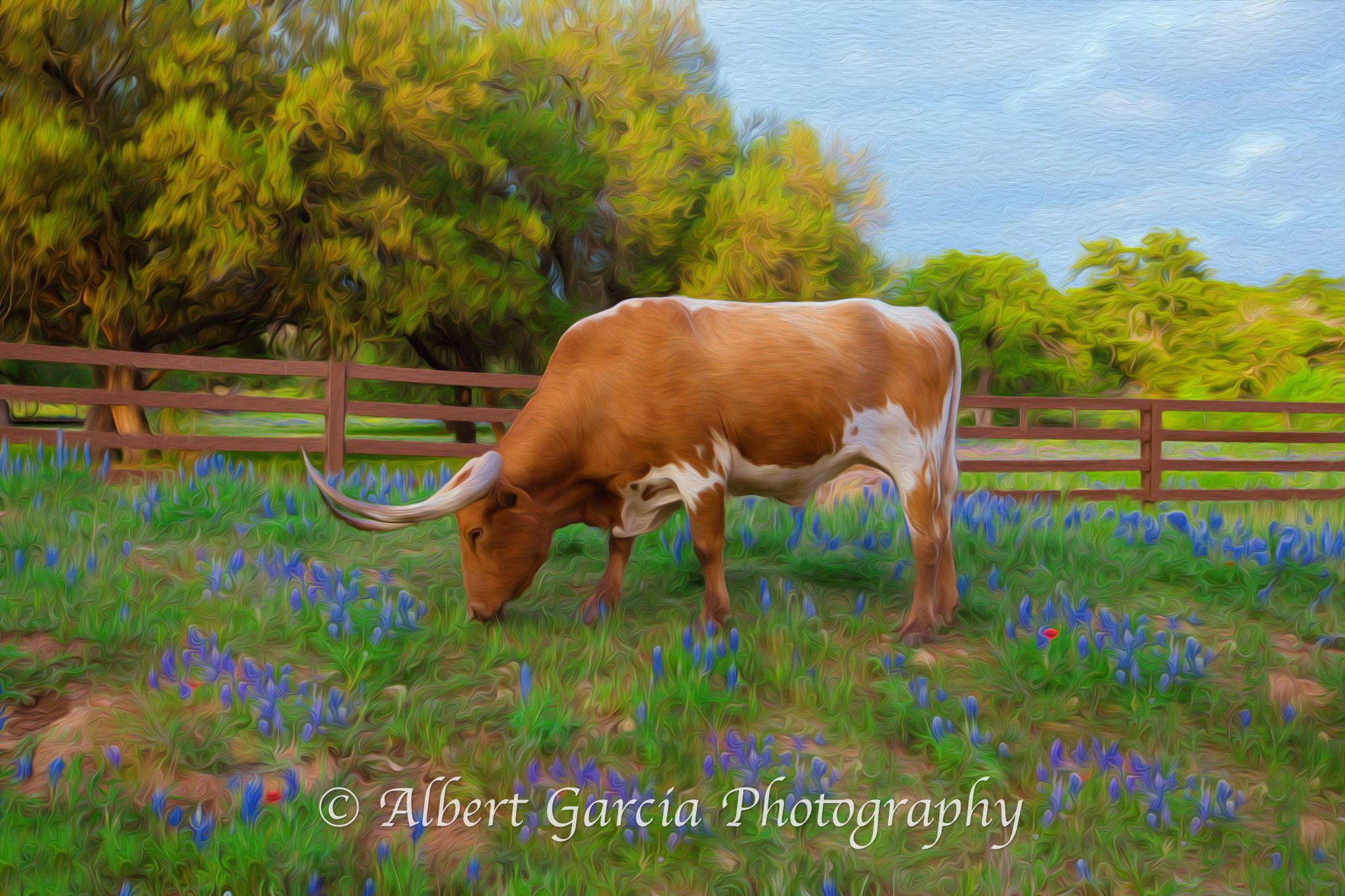 Longhorn and Bluebonnets Oil.jpg