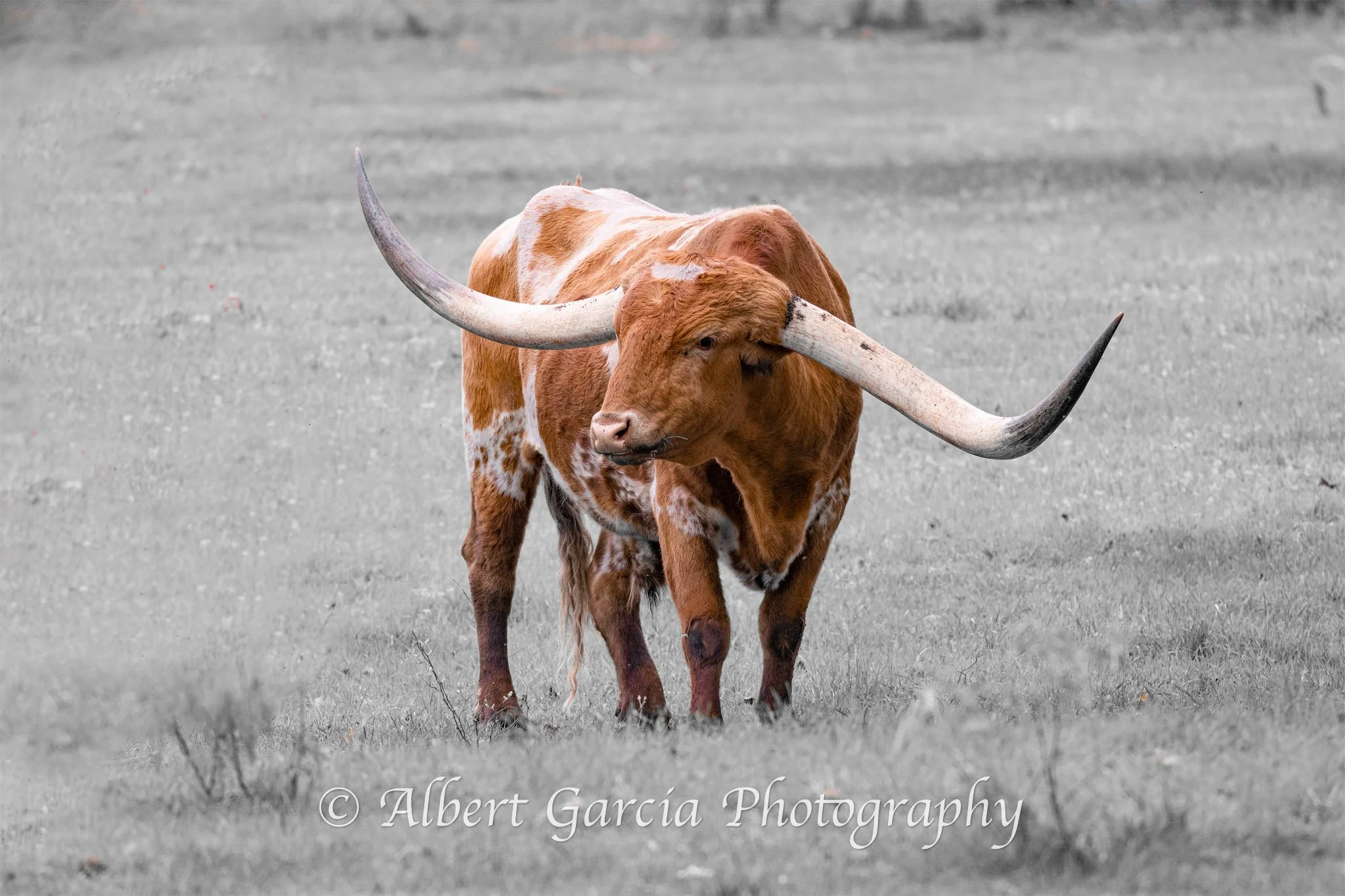 lone longhorn.jpg