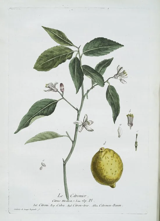 nypl.digitalcollections.510d47dc-7d44-a3d9-e040-e00a18064a99.001.w.jpg