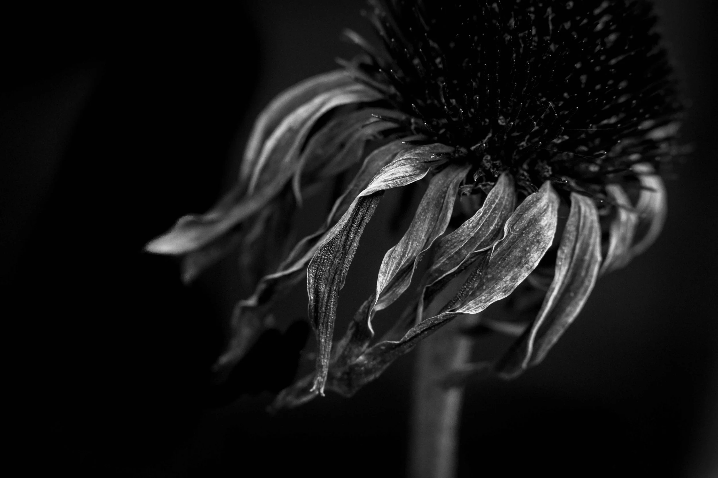 Image submitted by Emily from Lavender Lime Photogrpahy