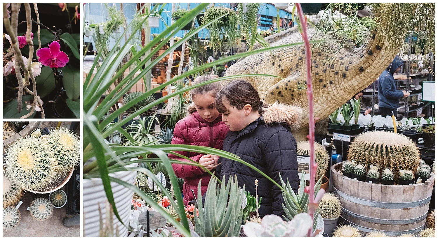 mornington family and toddler lifestyle photography, cactus and flowers