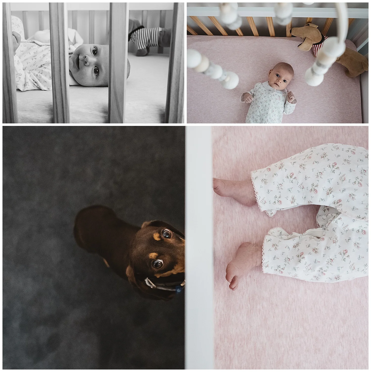 Newborn photography at home in Hampton. Photography sessions including pets