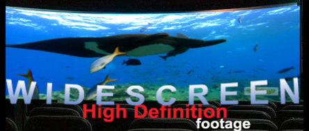 blog_manta_ray21.png