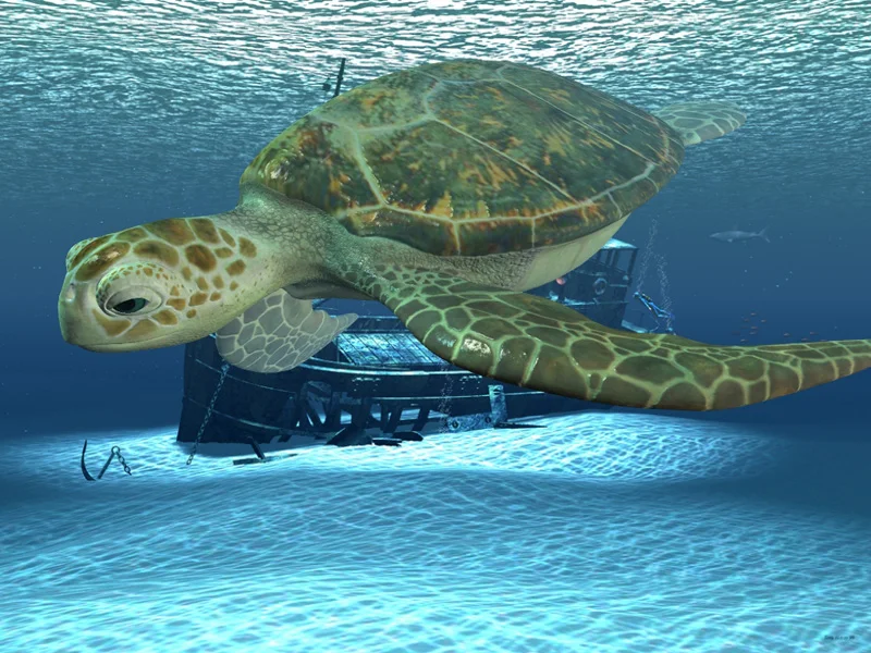 turtle_boat2 copy.jpg