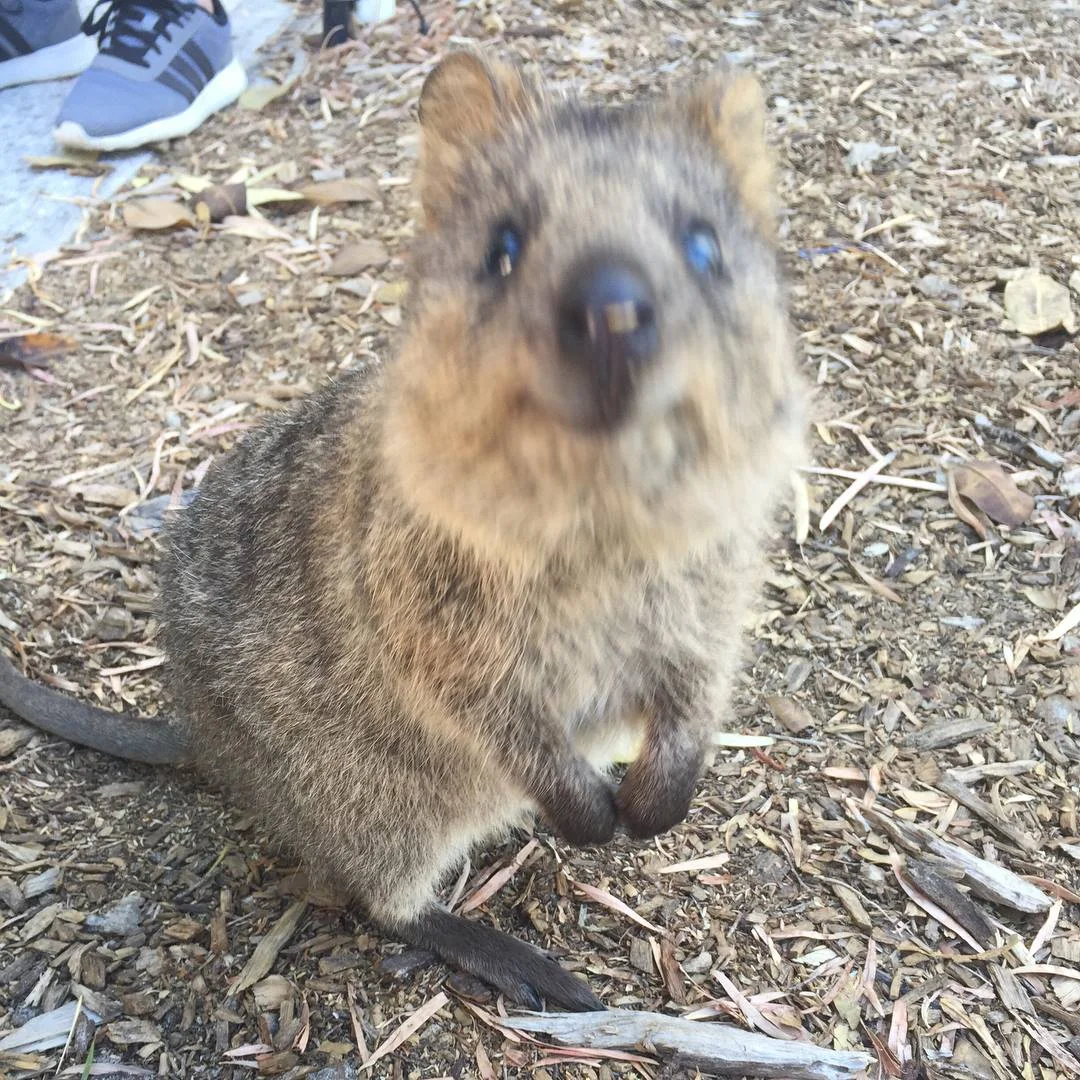 quokka.jpg