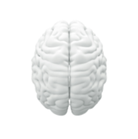 brain 3 dimensional.png