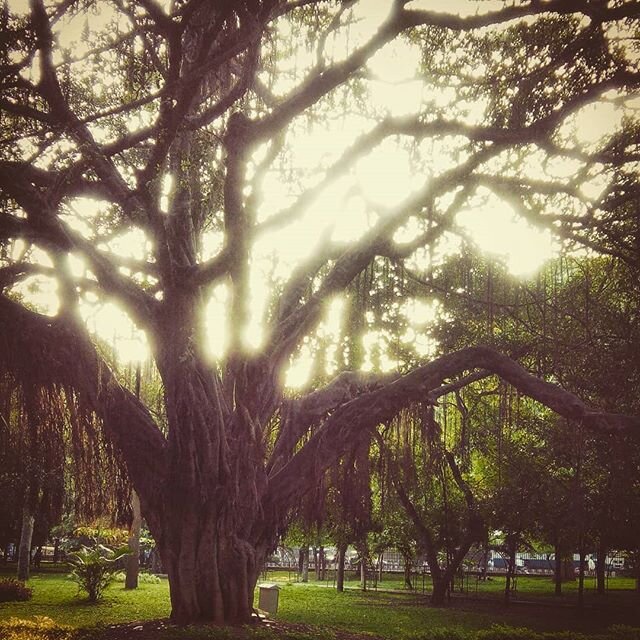 #hellofrom an Indian poem -- on this occasion of Hug A Tree, remembering Bangalore's majestic Cubbon Park, and this tree which seemed to hold the mysteries of the universe and many stanzas of poetry

#bangalore #hugatree #greenlife #naturephotography