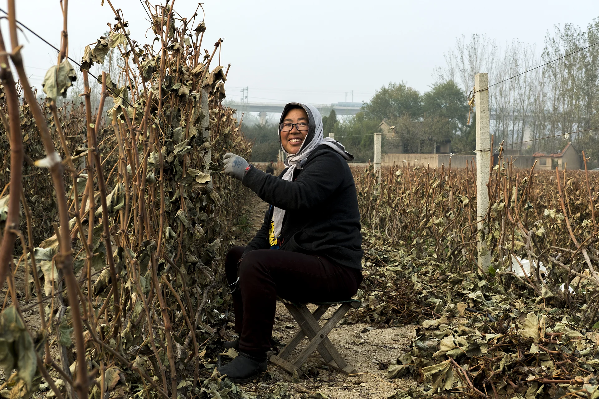 Lian is the boss of the grape farm, Xu Jia Dian, China