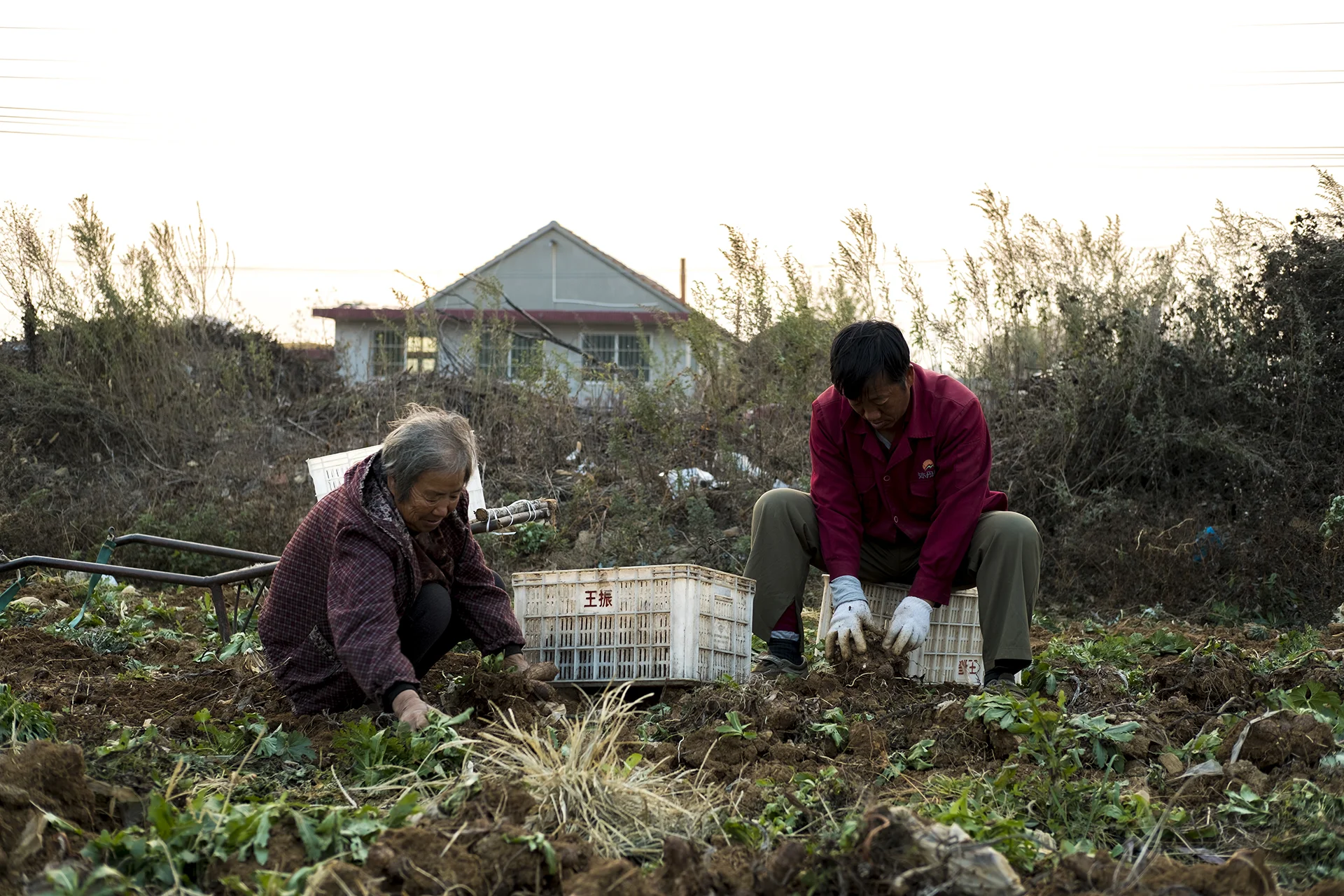 Xiu-Hai helps his mother Zhang Shu-Hong to harvest taros, Xu Jia Dian, China
