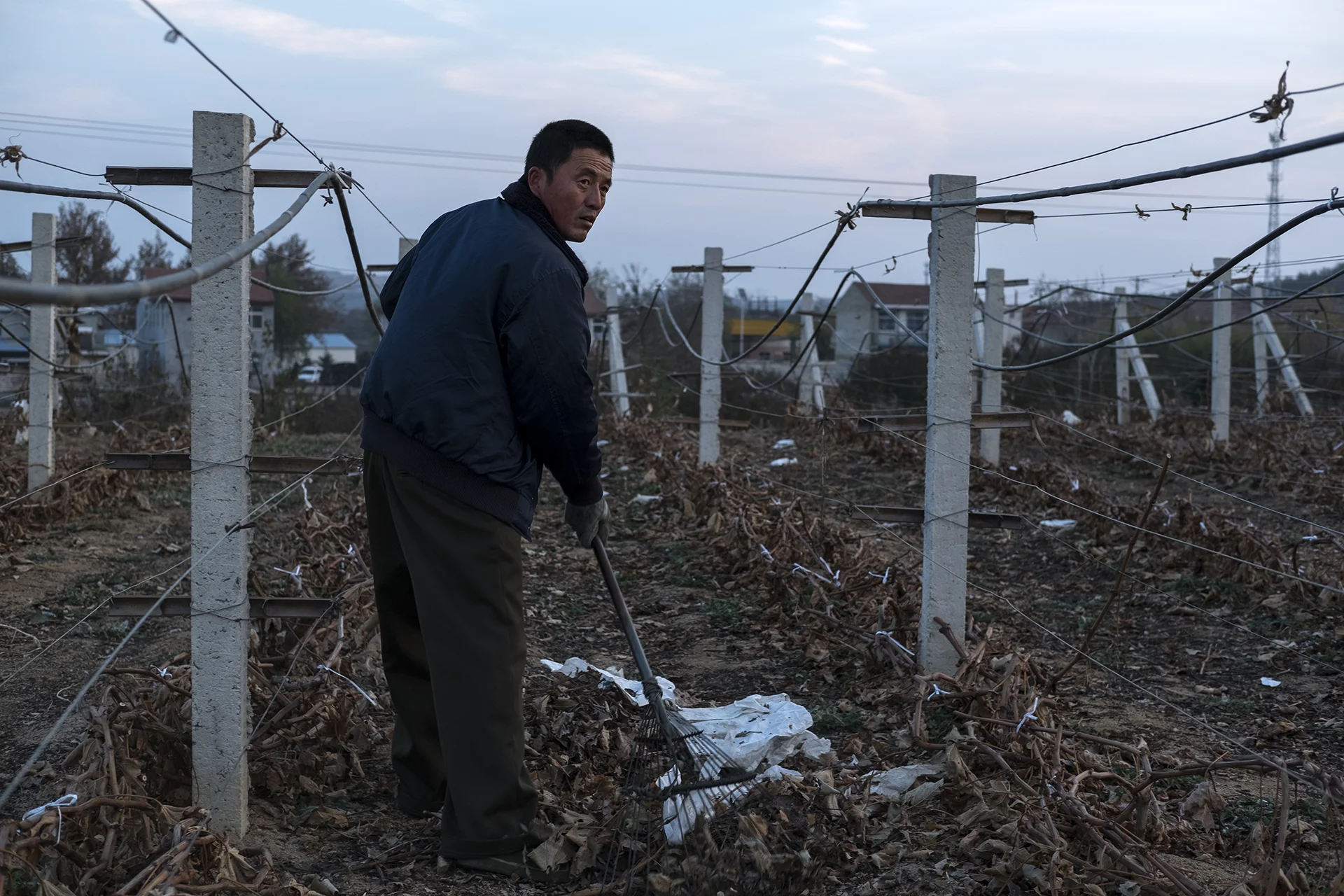 Hai-Hao, who cleaning up his grape farm, Xu Jia Dian, China