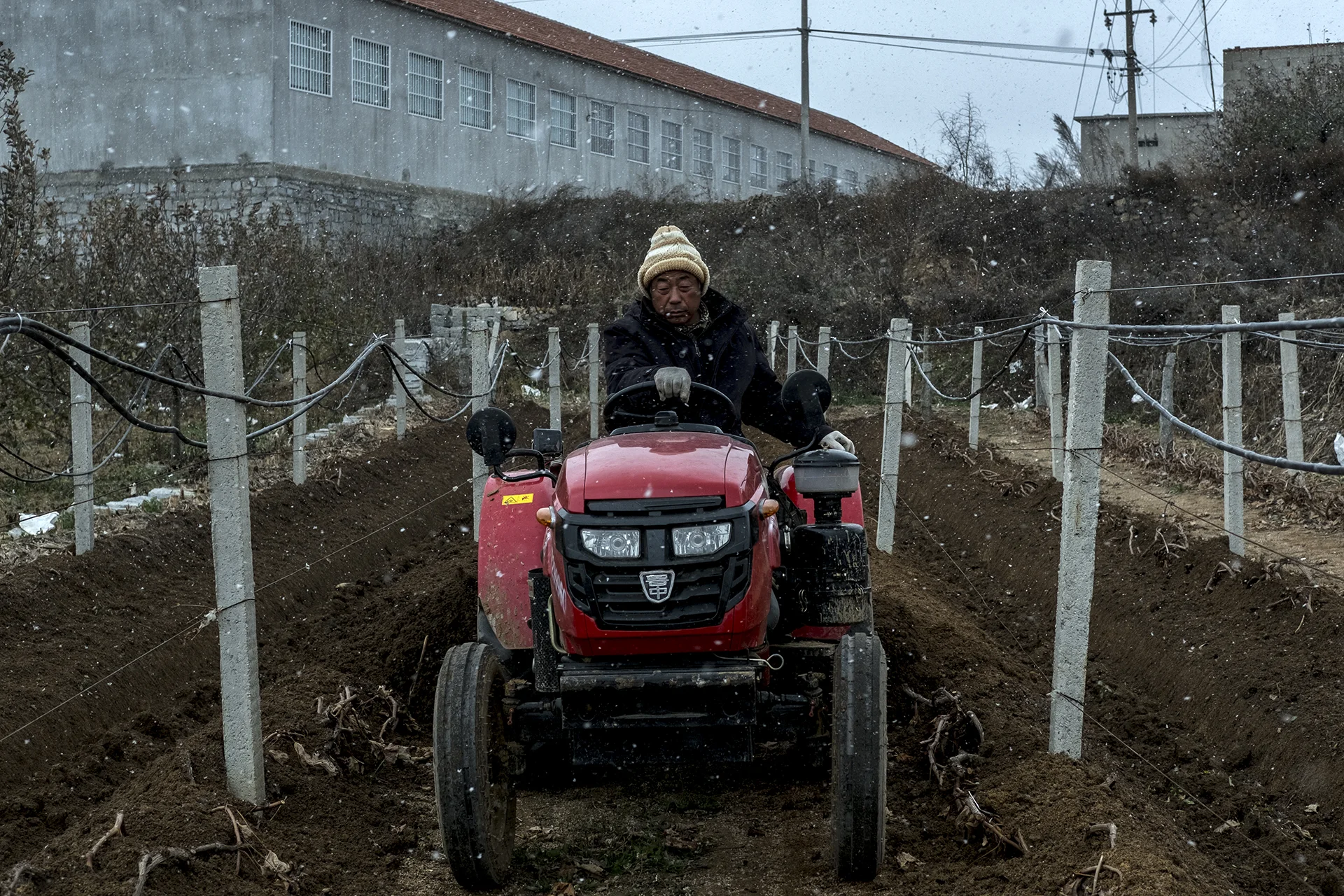 The worker digs the soil in the snow to protect grape trees, Xu Jia Dian, China