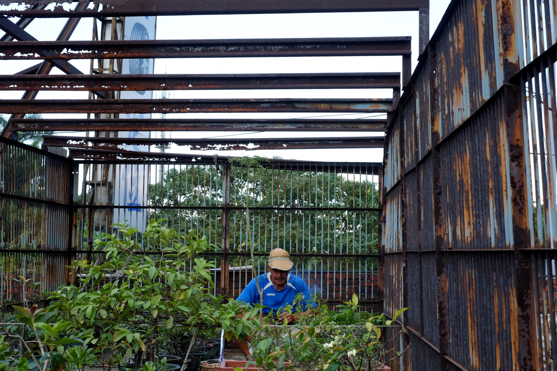 My father takes care his garden, Bade, Taoyuan, Taiwan