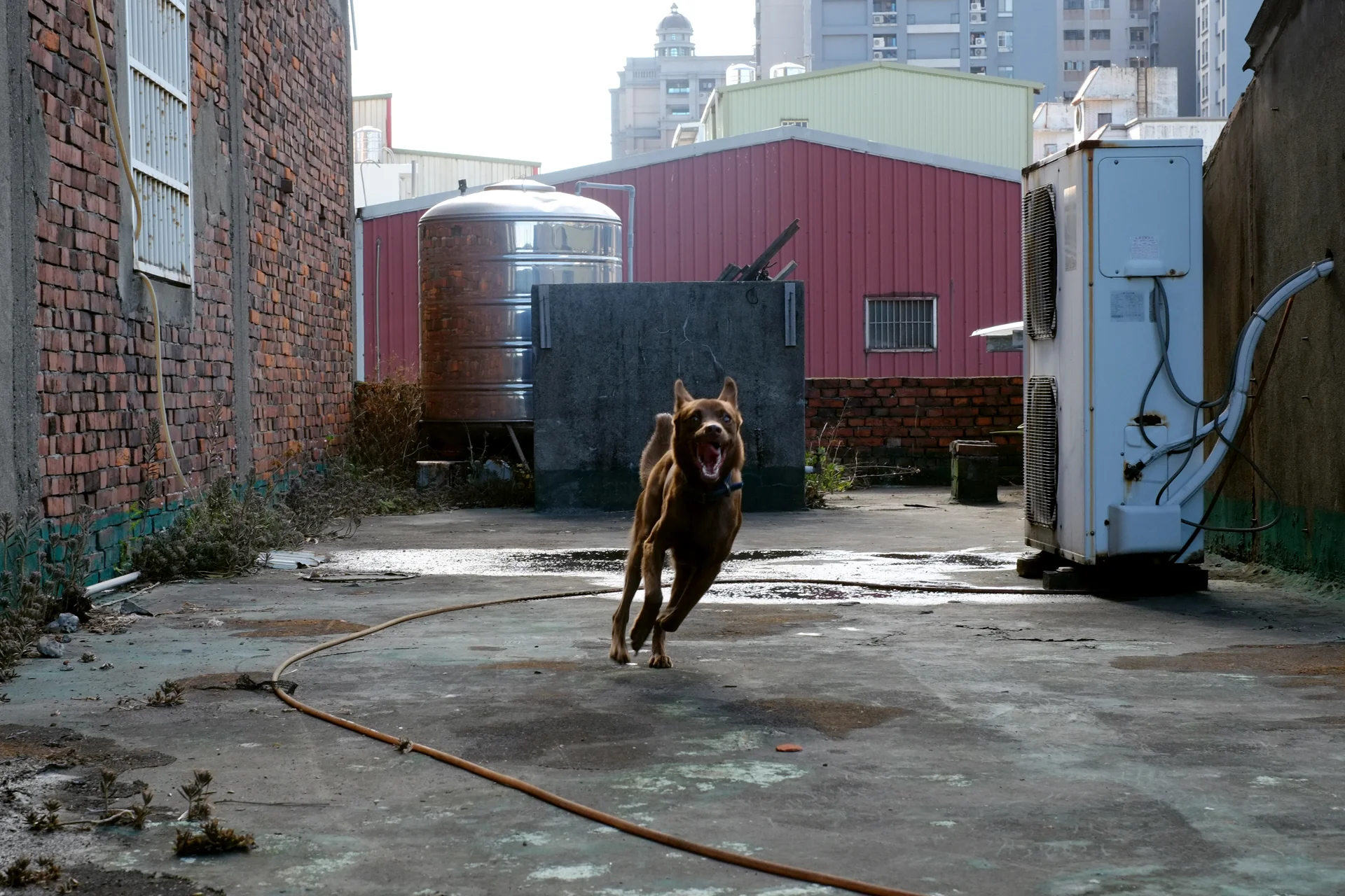 Meiqiu (Briquettes) runs around, Bade, Taoyuan, Taiwan