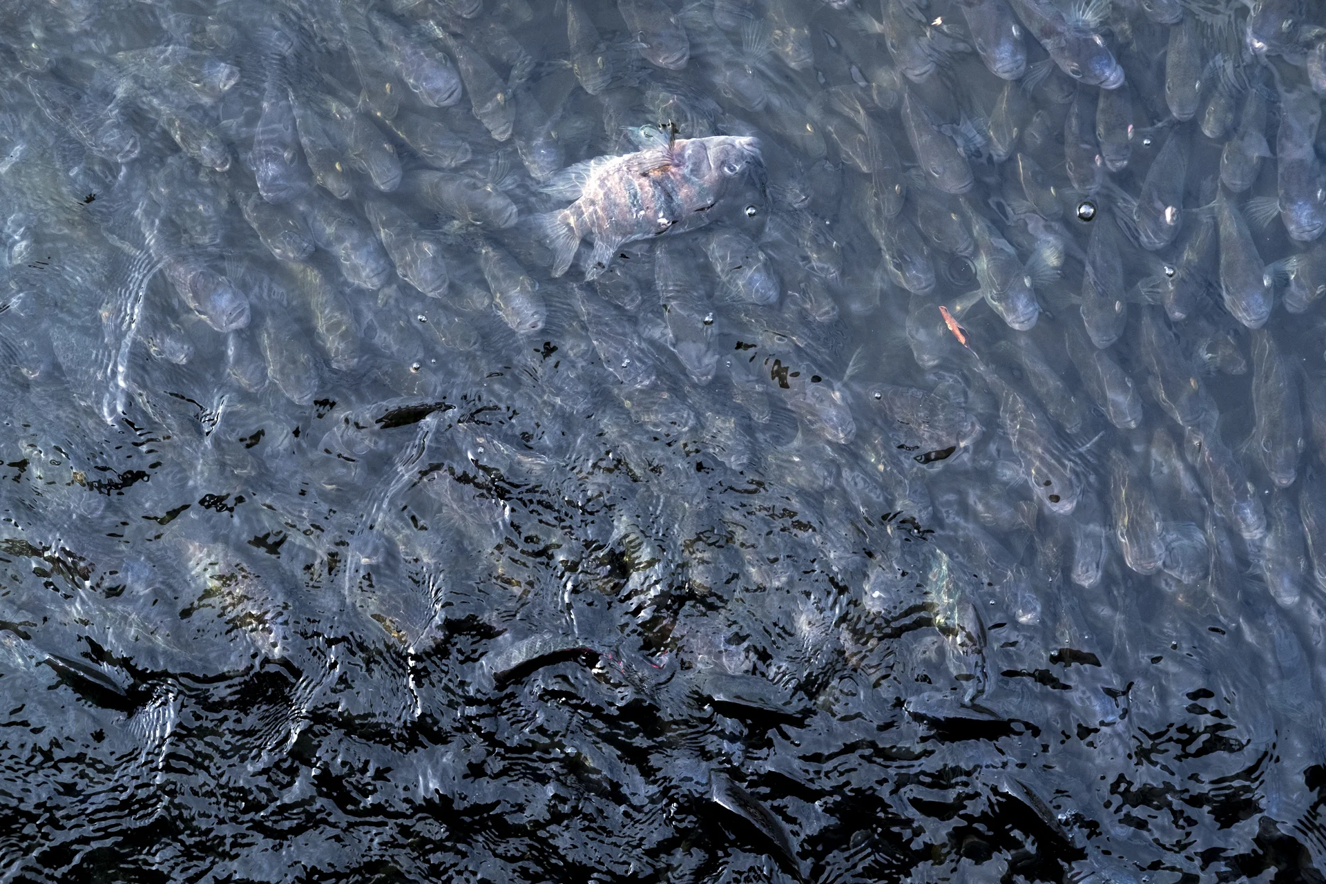 Tilapias scramble for the feed, Tainan, Taiwan