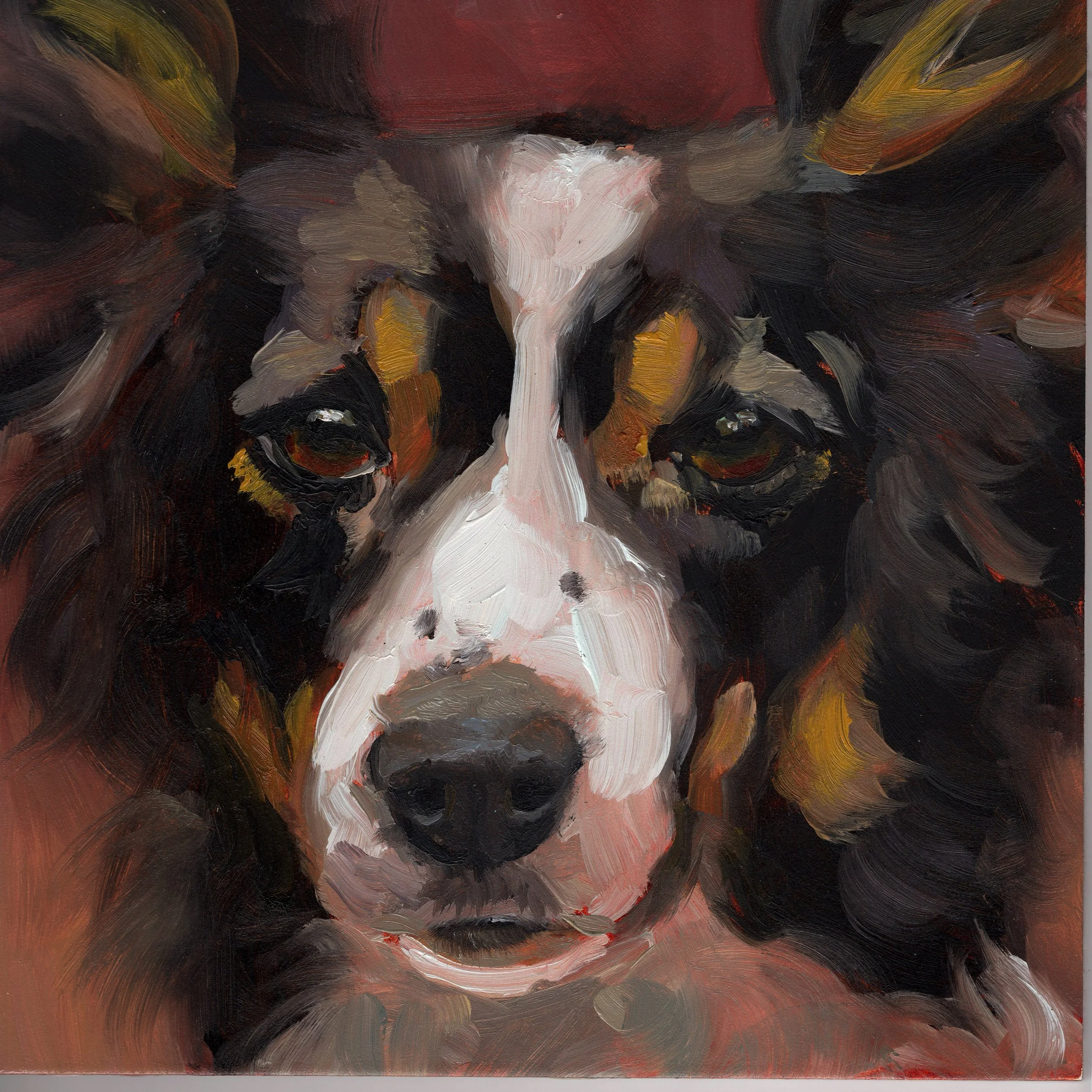 Border Collie Scan.jpeg