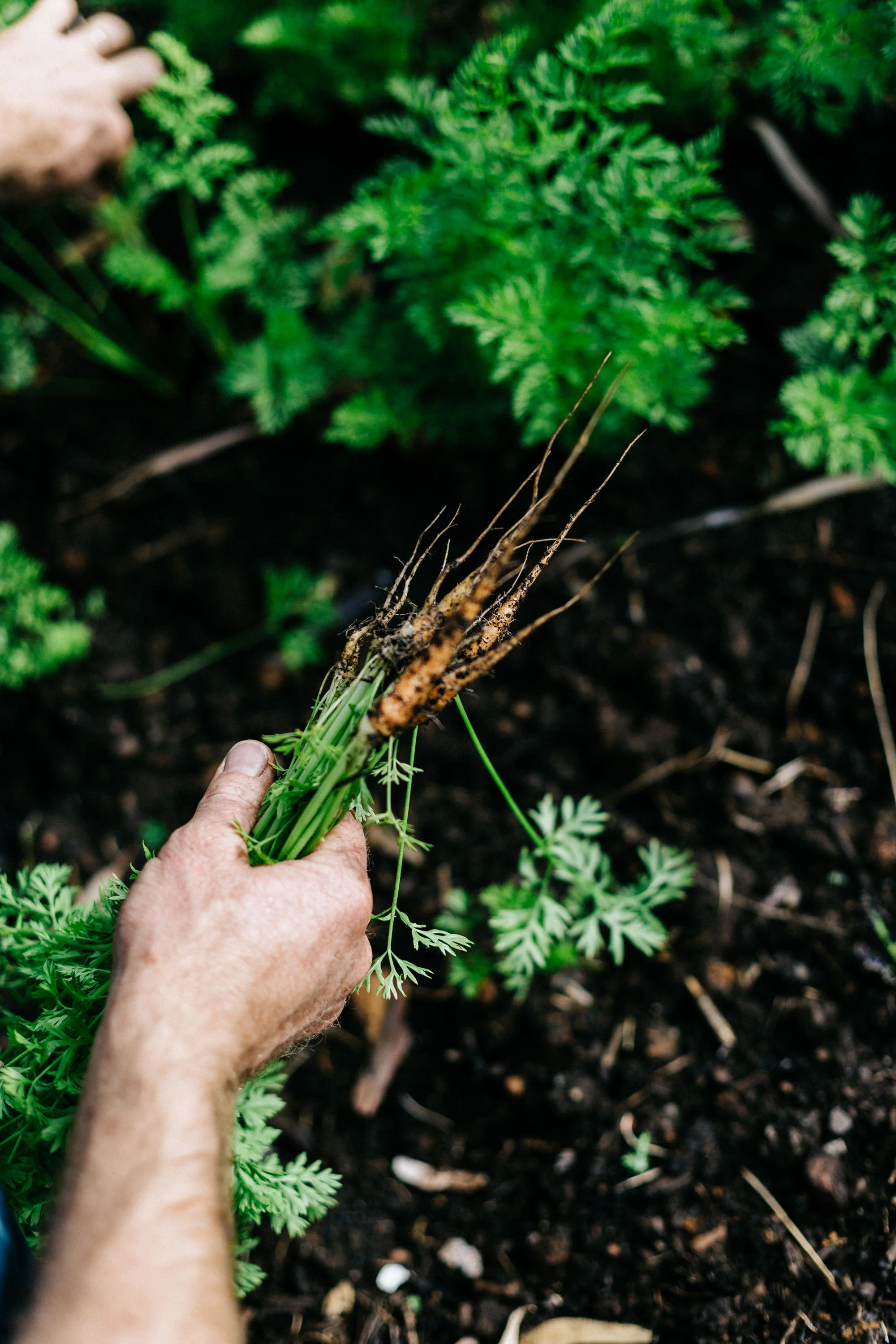 Ben Shaw Permaculture
