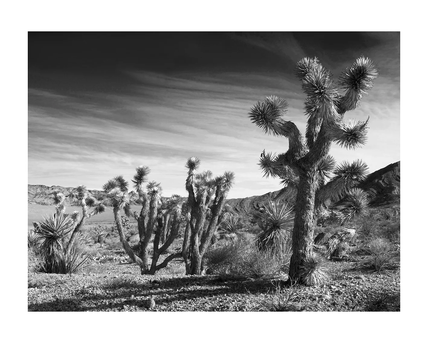 joshua-trees.jpg