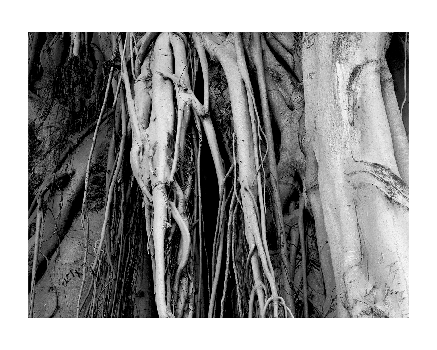 growth-Miami-Banyan-P2250011.gif