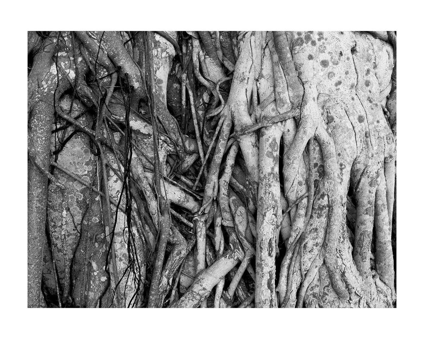 growth-Miami-P3020673.gif