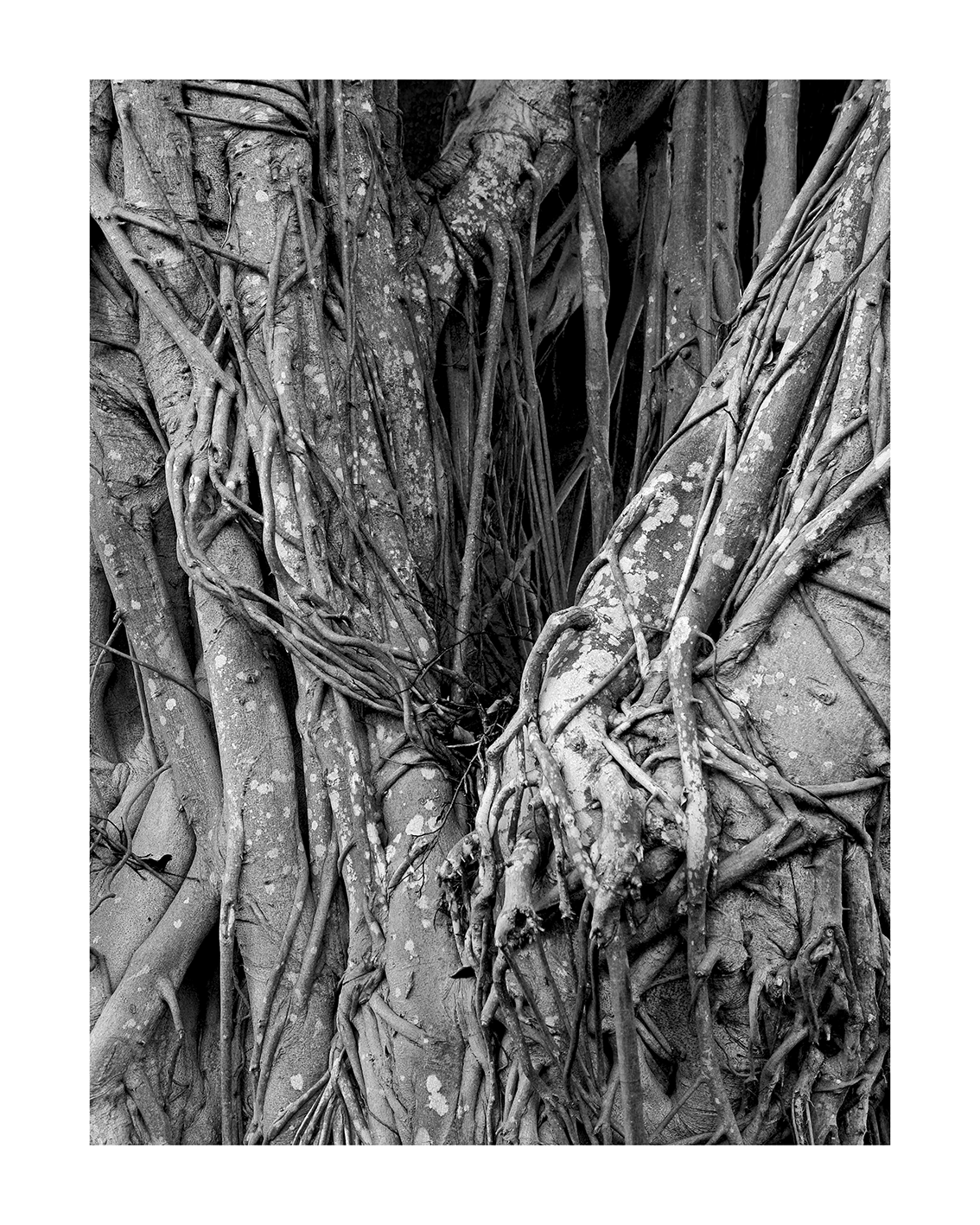 growth-Miami-bw-P3020587.gif