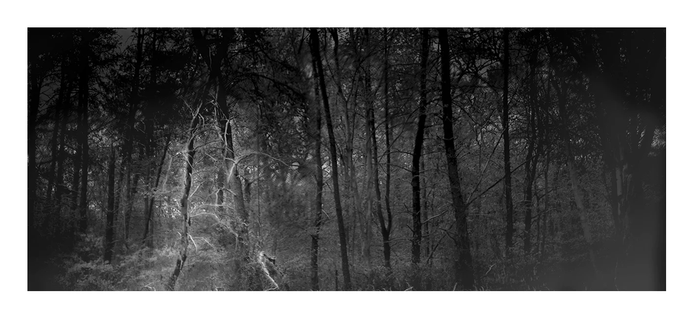 dark-forest-connection-46x19-IMG_0385.jpg