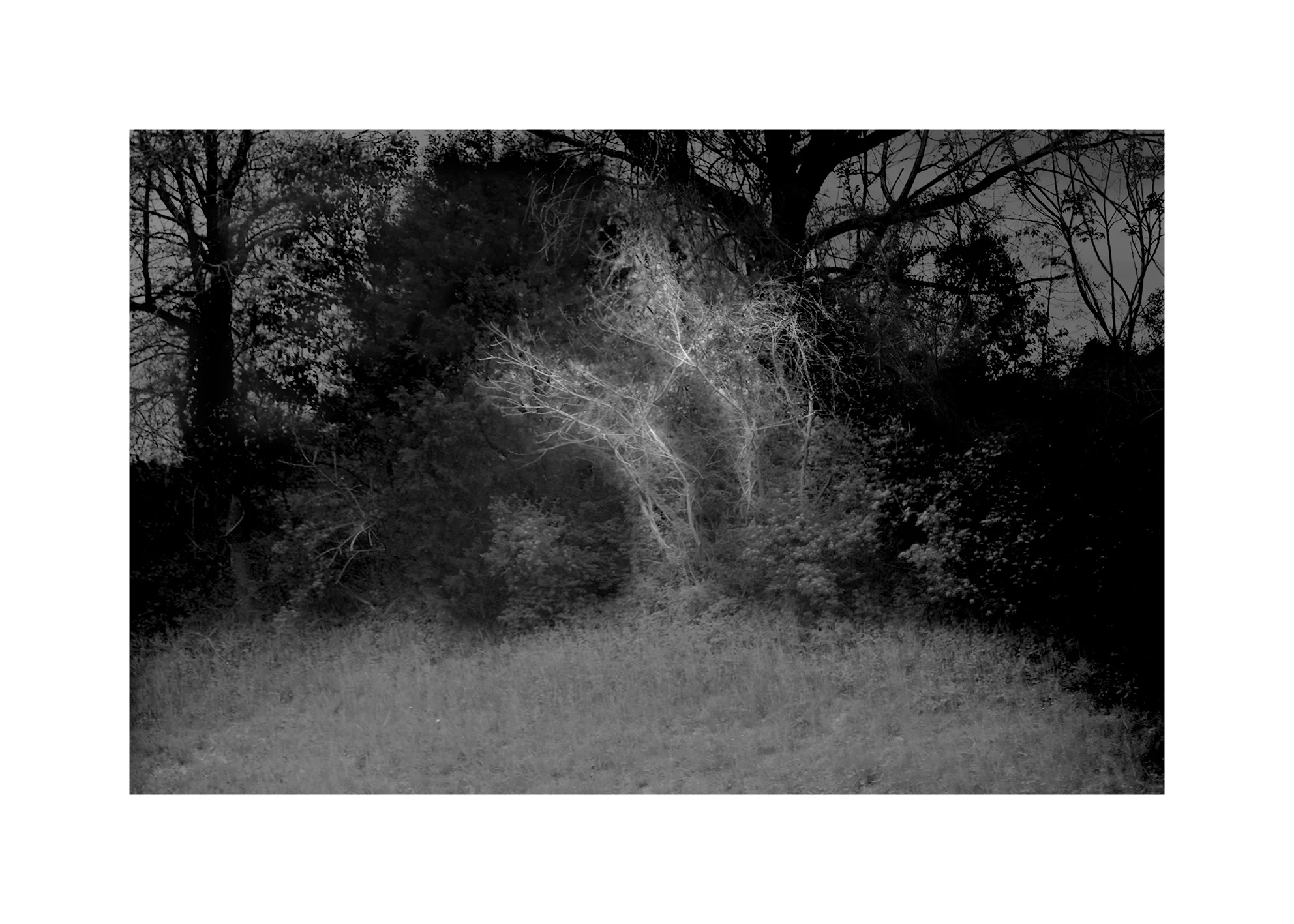 dark-forest-twine-aaa.jpg