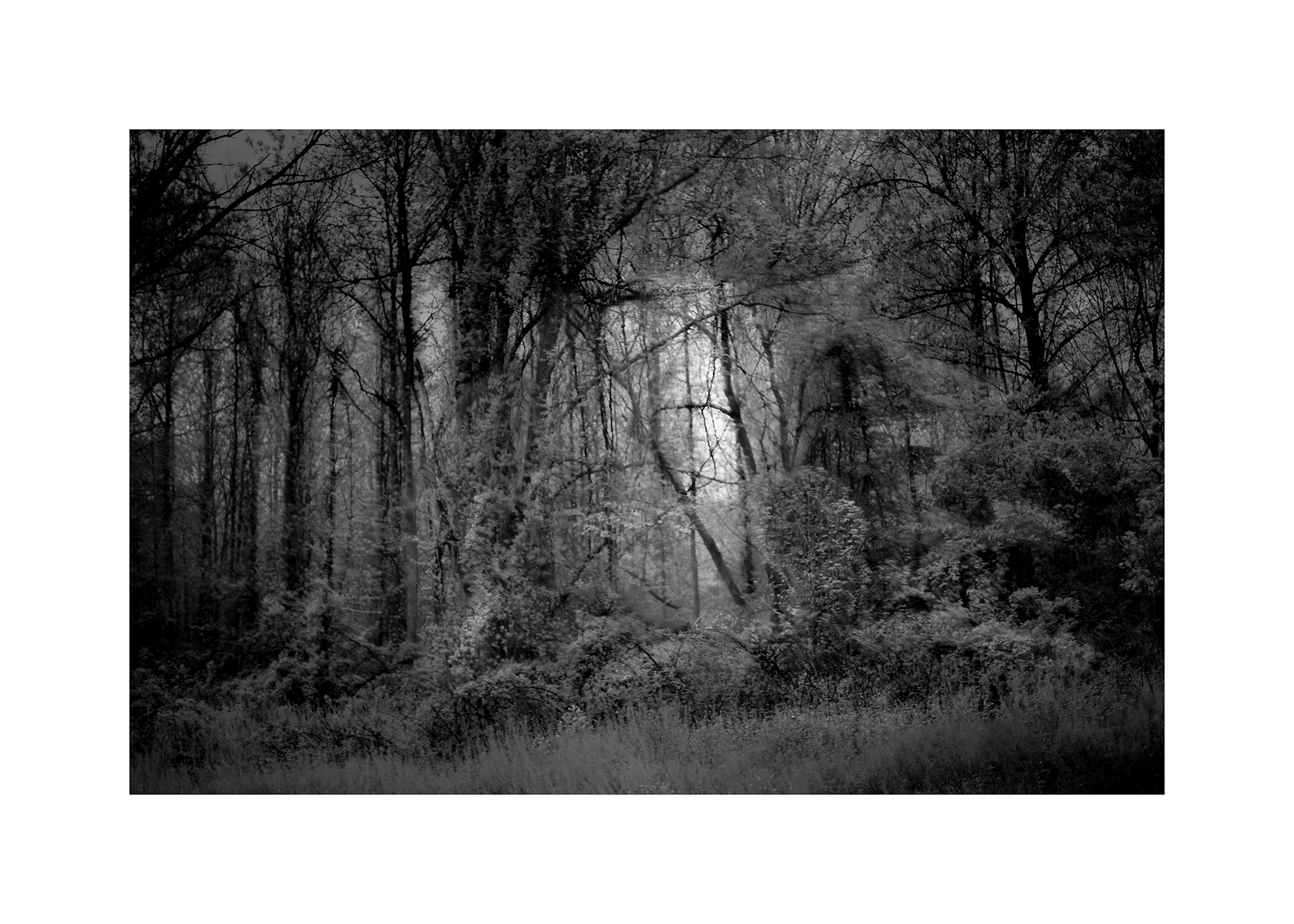 dark-forest-support-gg-opt-cropped-yes-yes-option-c-IMG_0461-copy-10.jpg