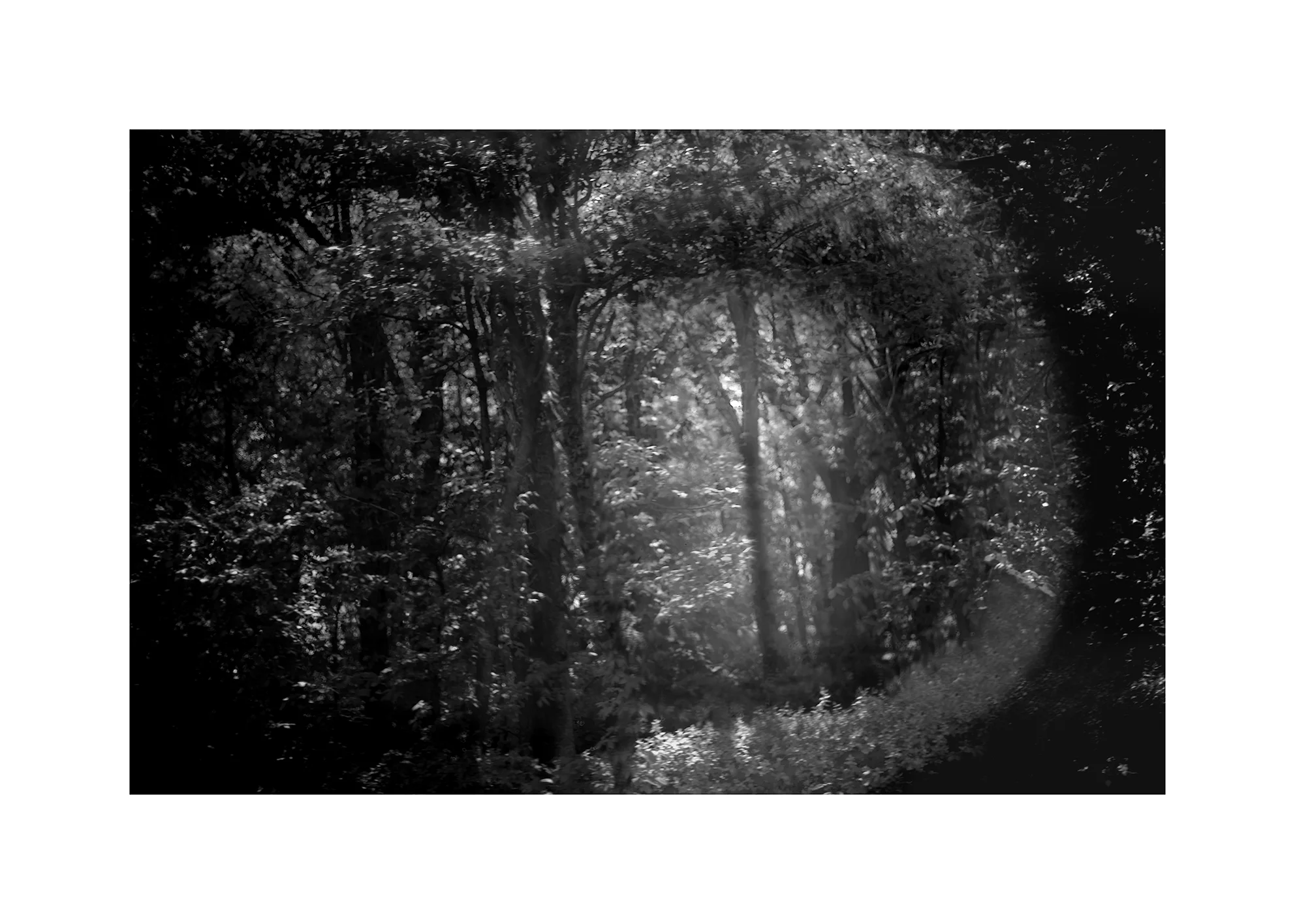 dark-forest-window-web-IMG_1029-copy-12a-cut.jpg