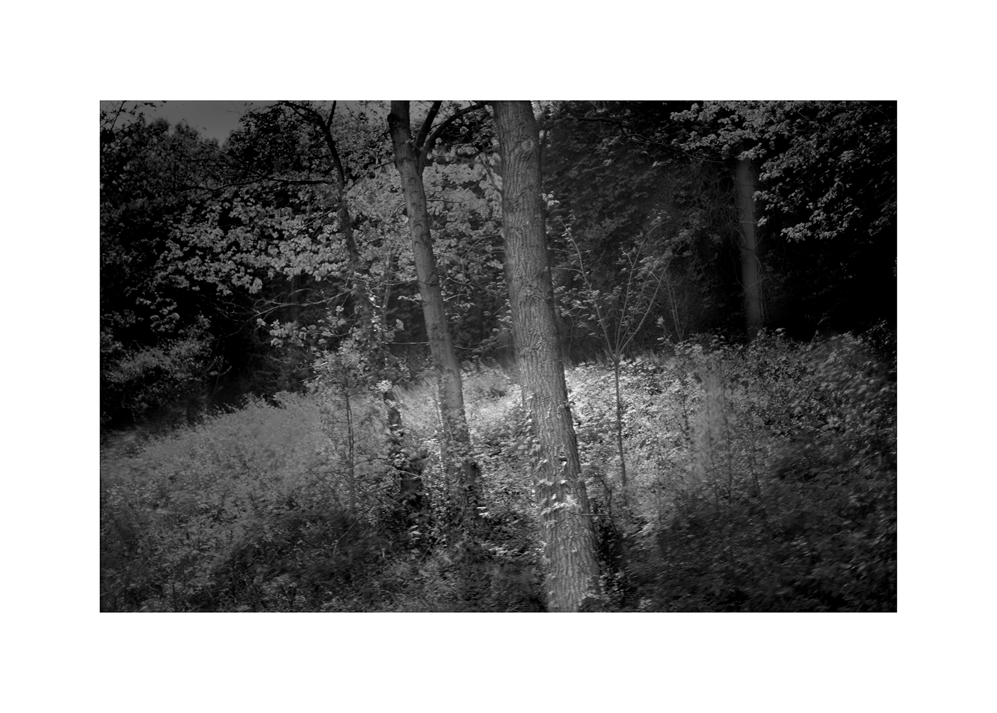 dark-forest-another-three-IMG_0799-web.jpg