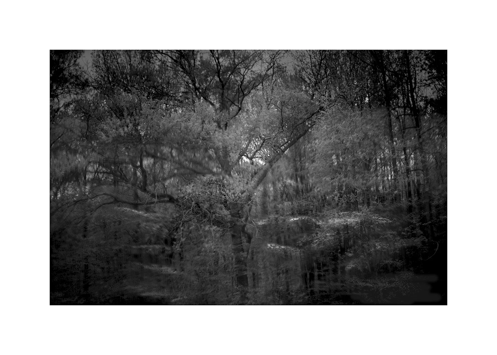 dark-forest-between-final-cc-frame-web-last-entry.jpg