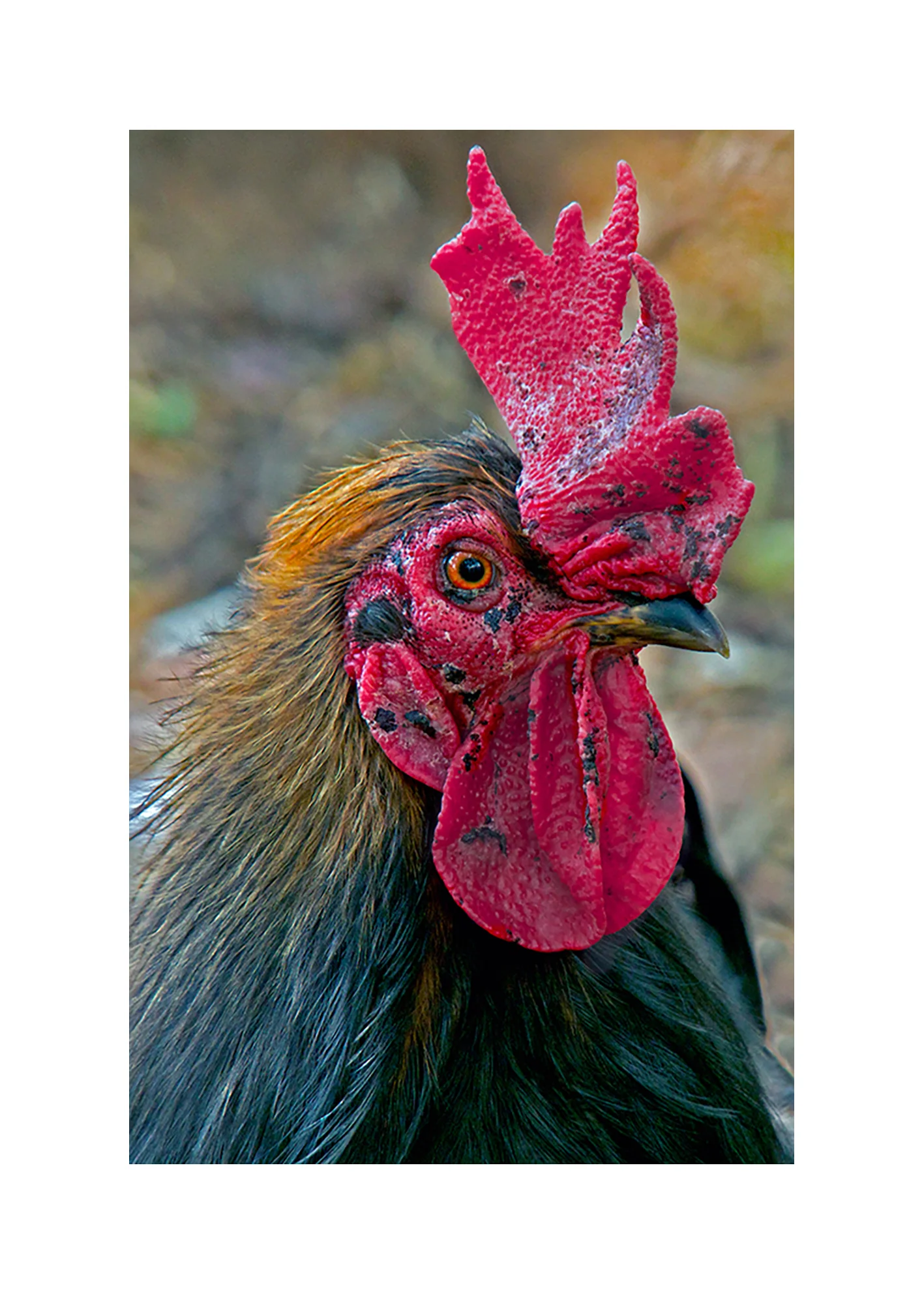 chicken-choice-lighter-36x56-better-red-with-highlights-PB290296-copy-2_edited-1.jpg
