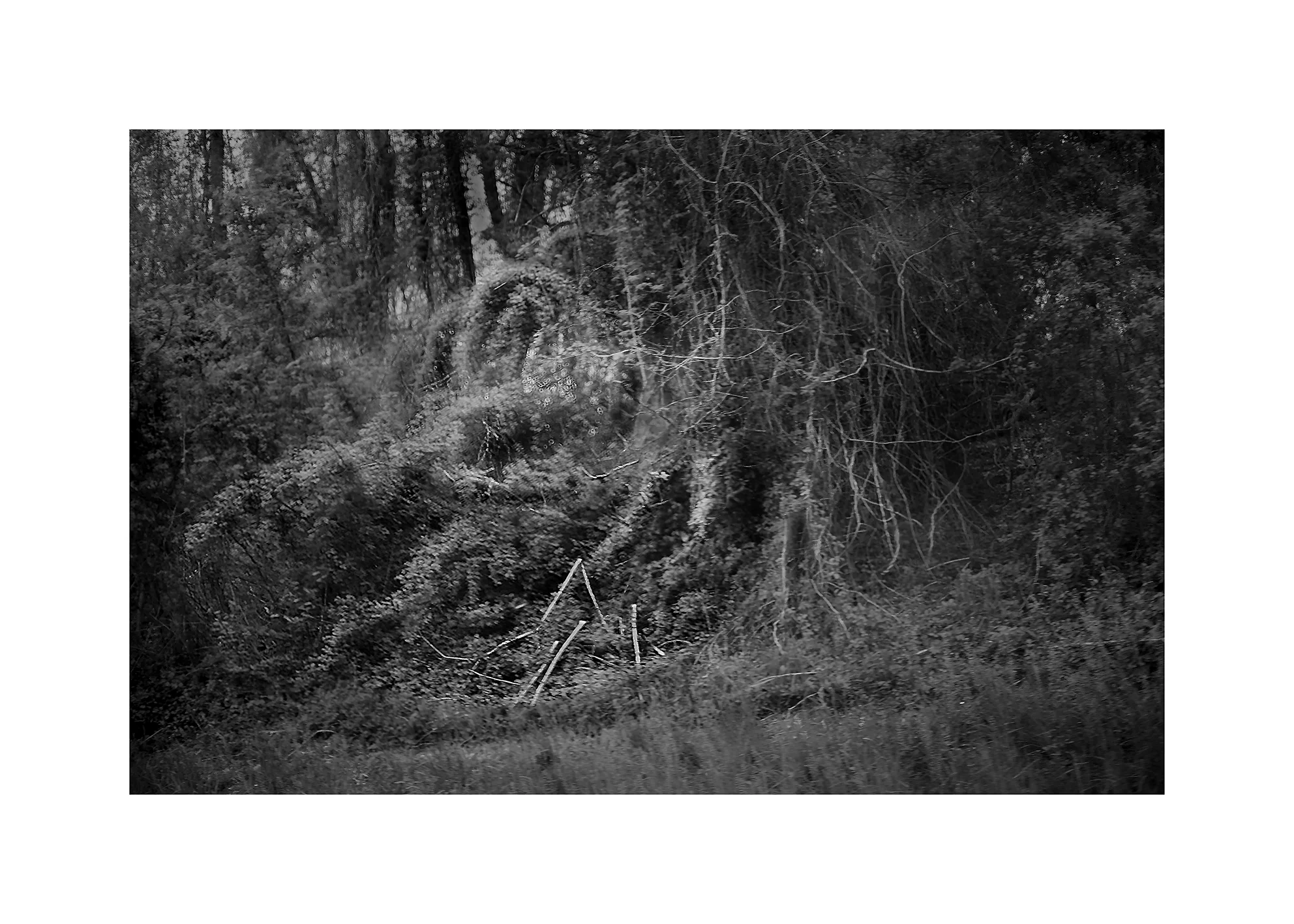 dark-forest-nest-yes-for-web.jpg