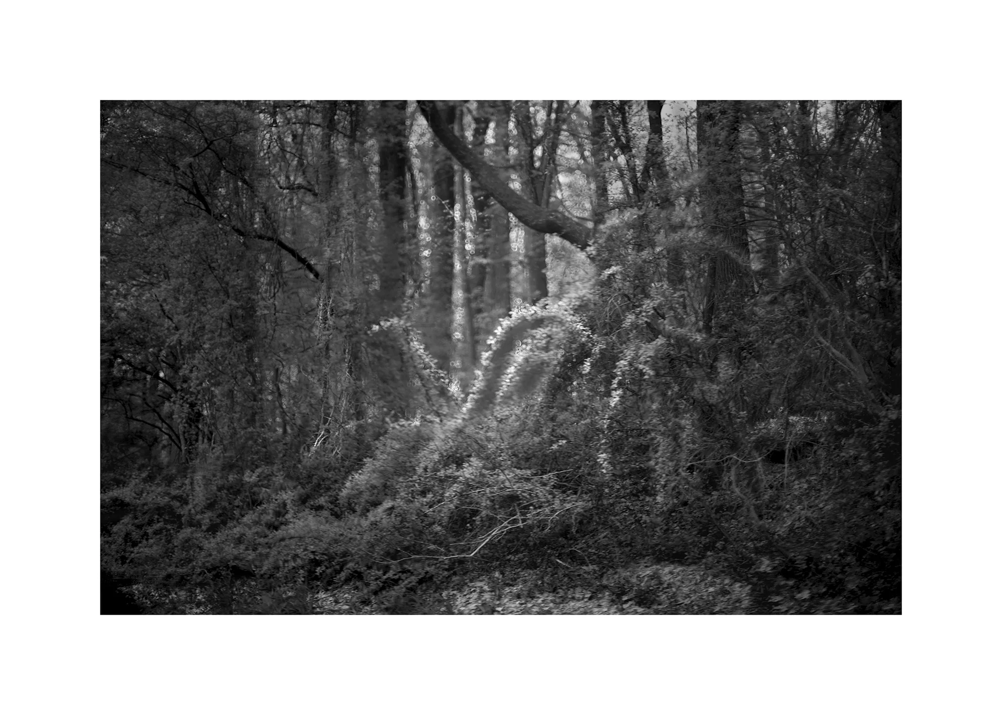 dark-forest-a-slide-final-frame-darker.jpg