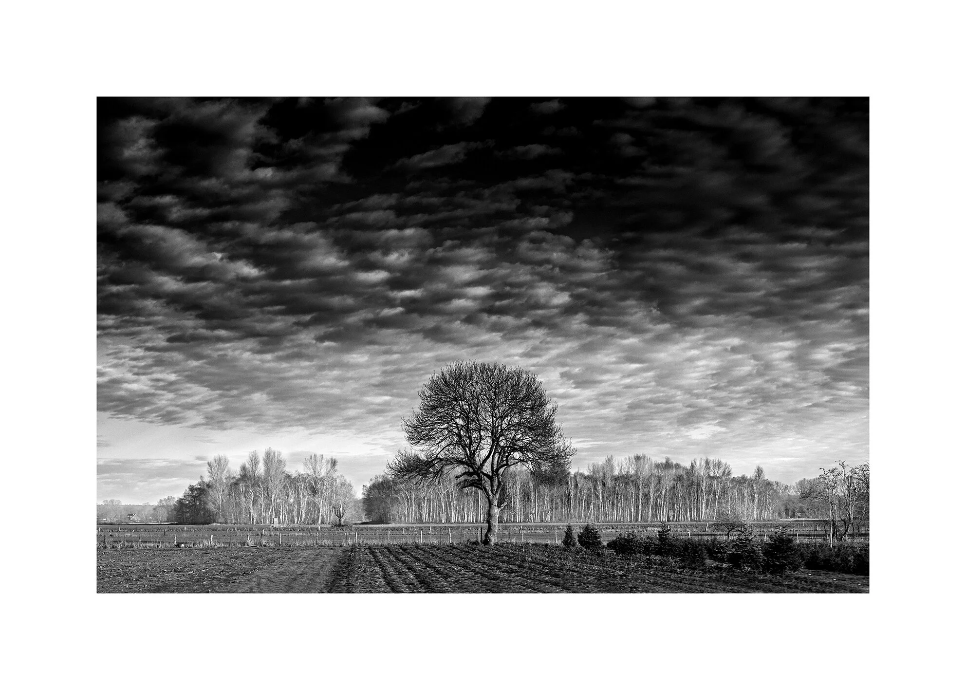 growth-branching-out-clouds-and-tree-TWO-sticks-removed.jpg