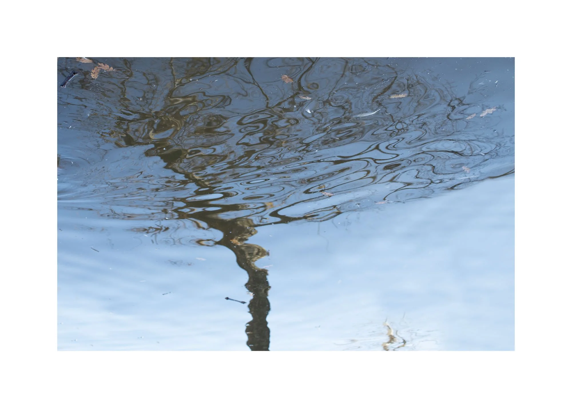 expressions-tree-stretching-in-water-56x36-in-frame-IMG_0250-Edit-copy.jpg