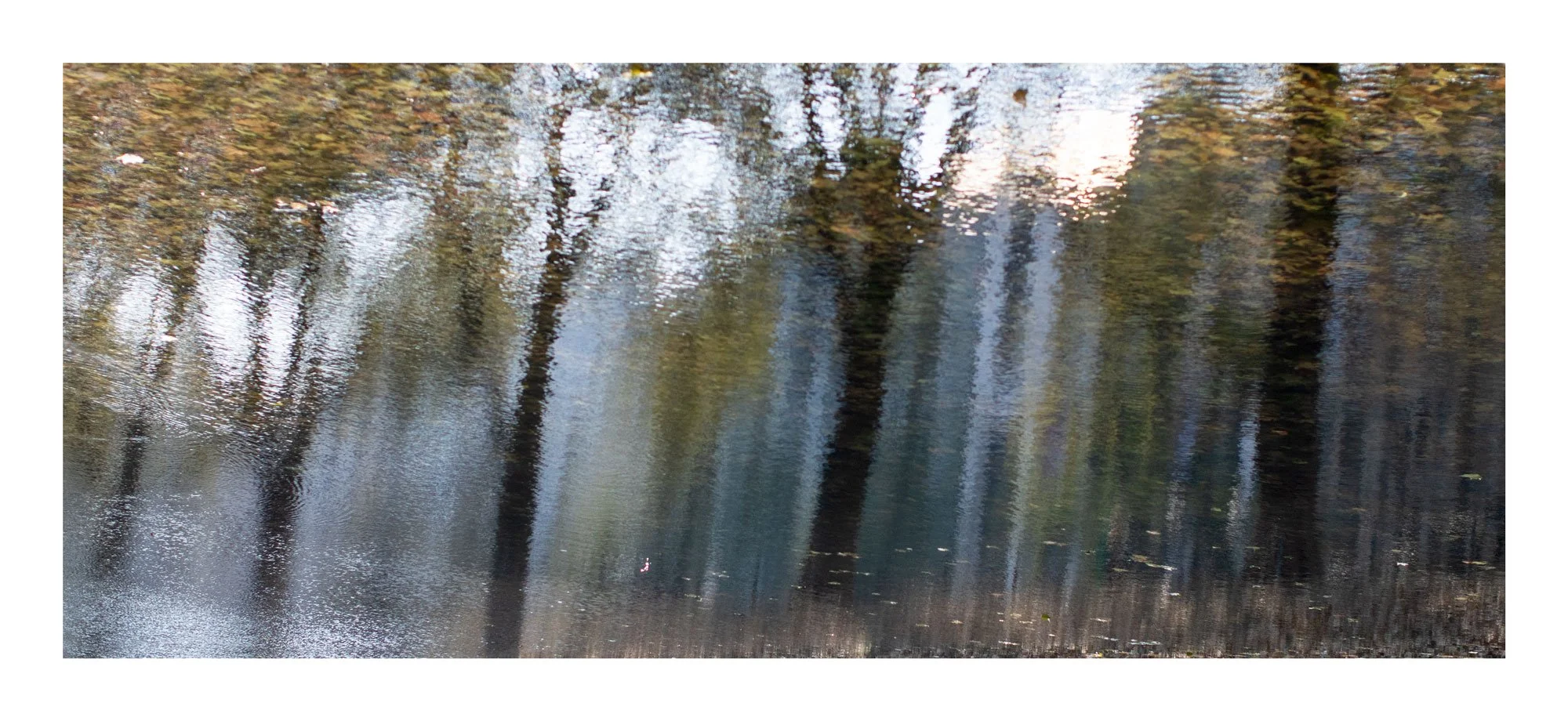 reflections-tree-line-46x19-in-frame-IMG_0704-Edit.jpg