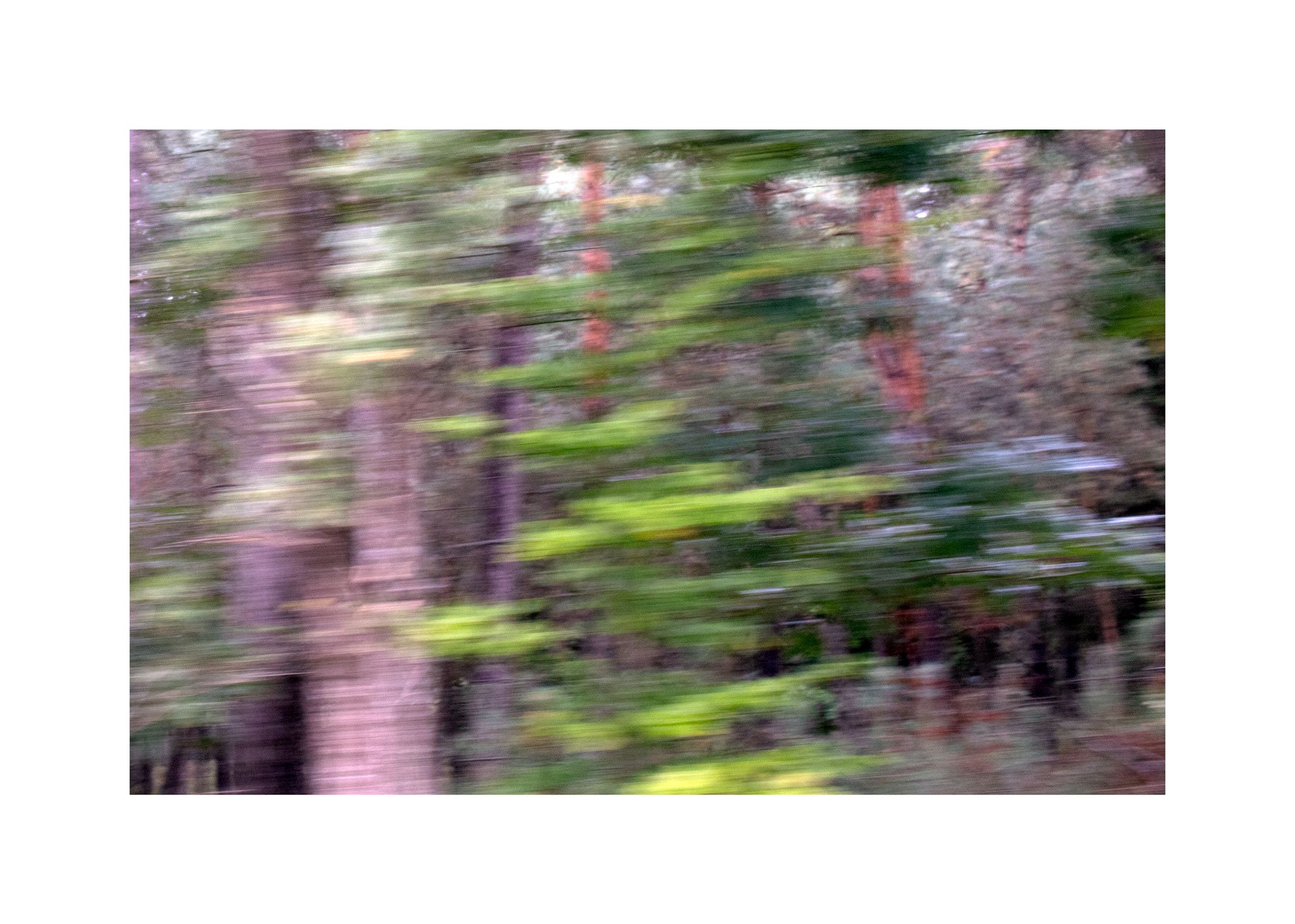 forest-loosening-up-frame-IMG_1406-copy-2.jpg