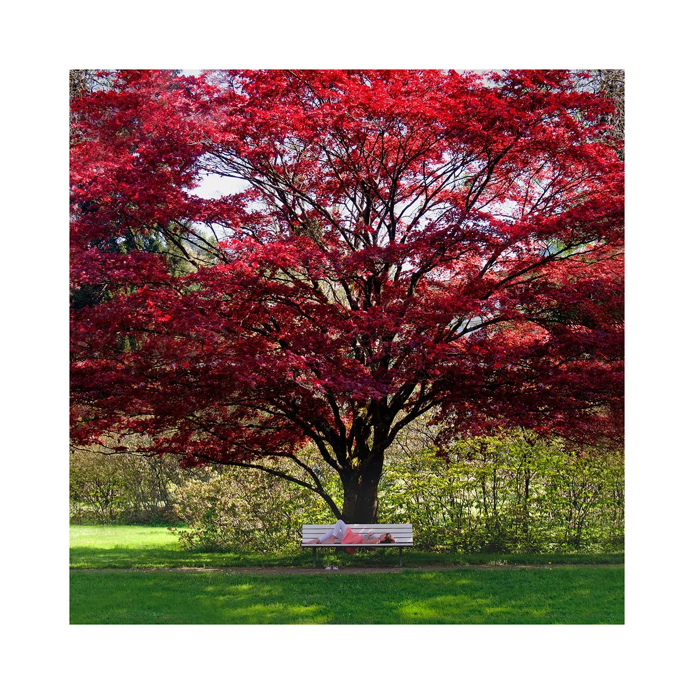 Shade-in-Spring-40x40-(Baden-Baden,-Germany)-50cm-x-50cm.jpg